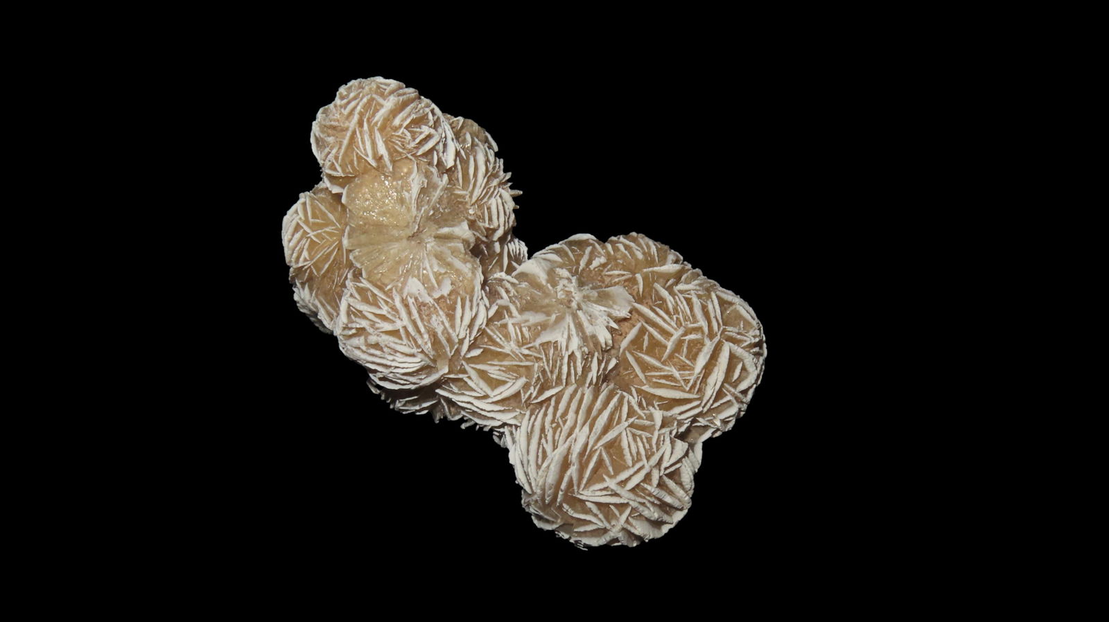 Desert Rose Speciman From THe Southern USA: Desert Rose Speciman From THe Southern USA