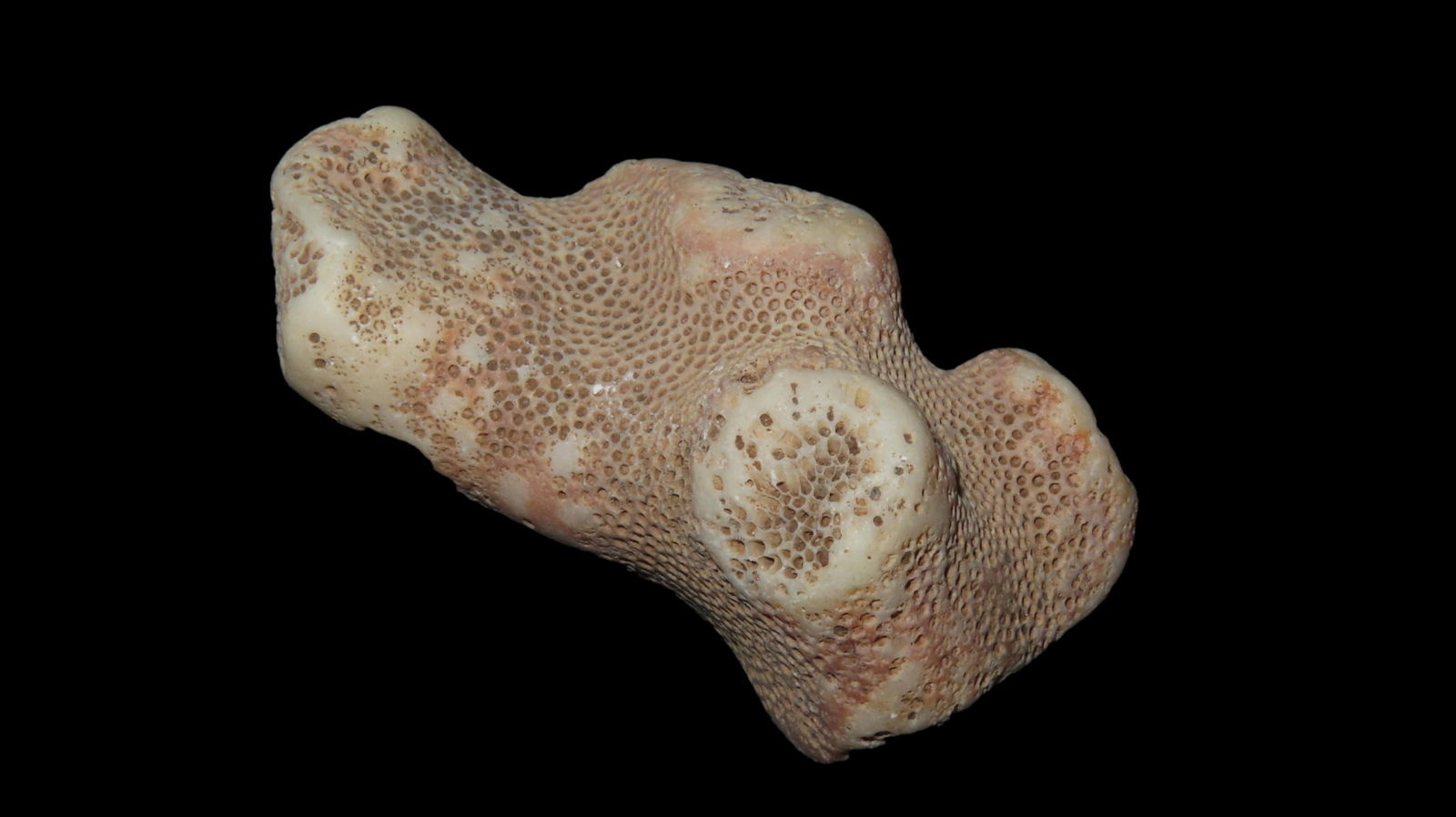 Fossil Coral Speciman Southern USA (1 of 6)