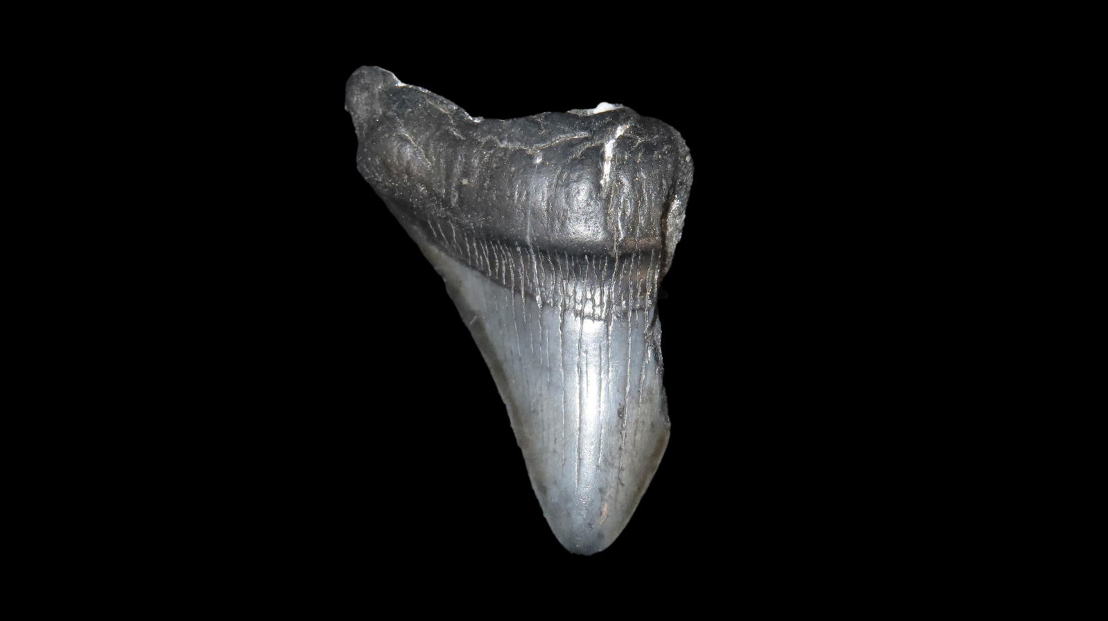 3.1/2" Megalodon Fossilzed Sharks Tooth South Carolina: 3.1/2" Megalodon Fossilzed Sharks Tooth South Carolina