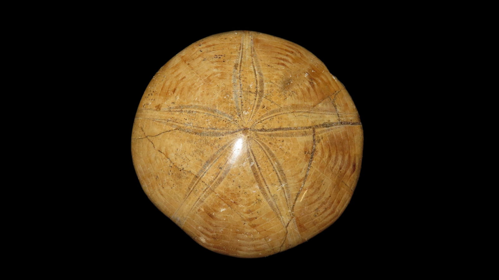 Sea Urchin Starfish Fossil Madagascar Jurassic Period 160 Mya: Sea Urchin Starfish Fossil Madagascar Jurassic Period 160 Mya