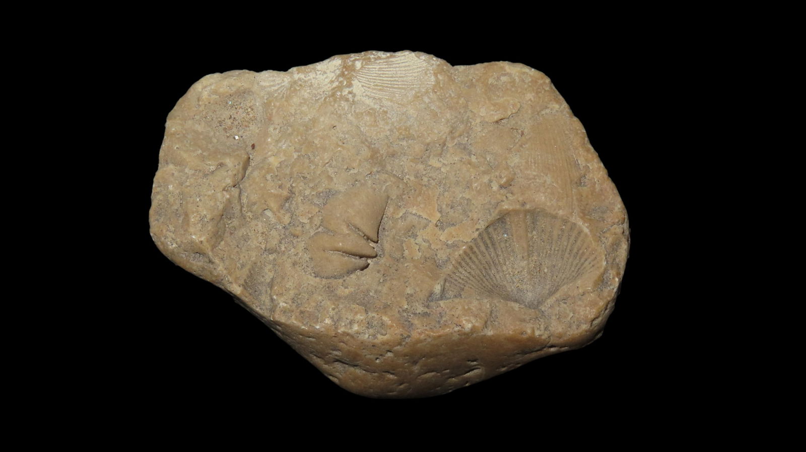 Brachiopod Of The Sub-Order Spiriferacea Upper Pennsylvanian Permian Minnelusa Formation Negative or (1 of 7)