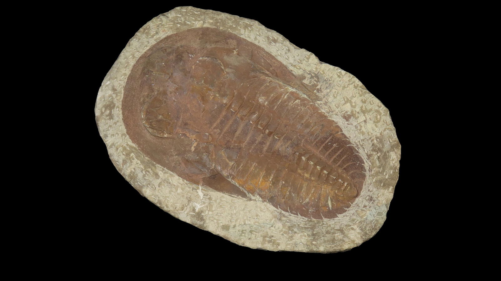 8.3/8" Large Fossil Cambropallas Telesto Trilobite Extint Marine Arthropod: 8.3/8" Large Fossil Cambropallas Telesto Trilobite Extint Marine Arthropod
