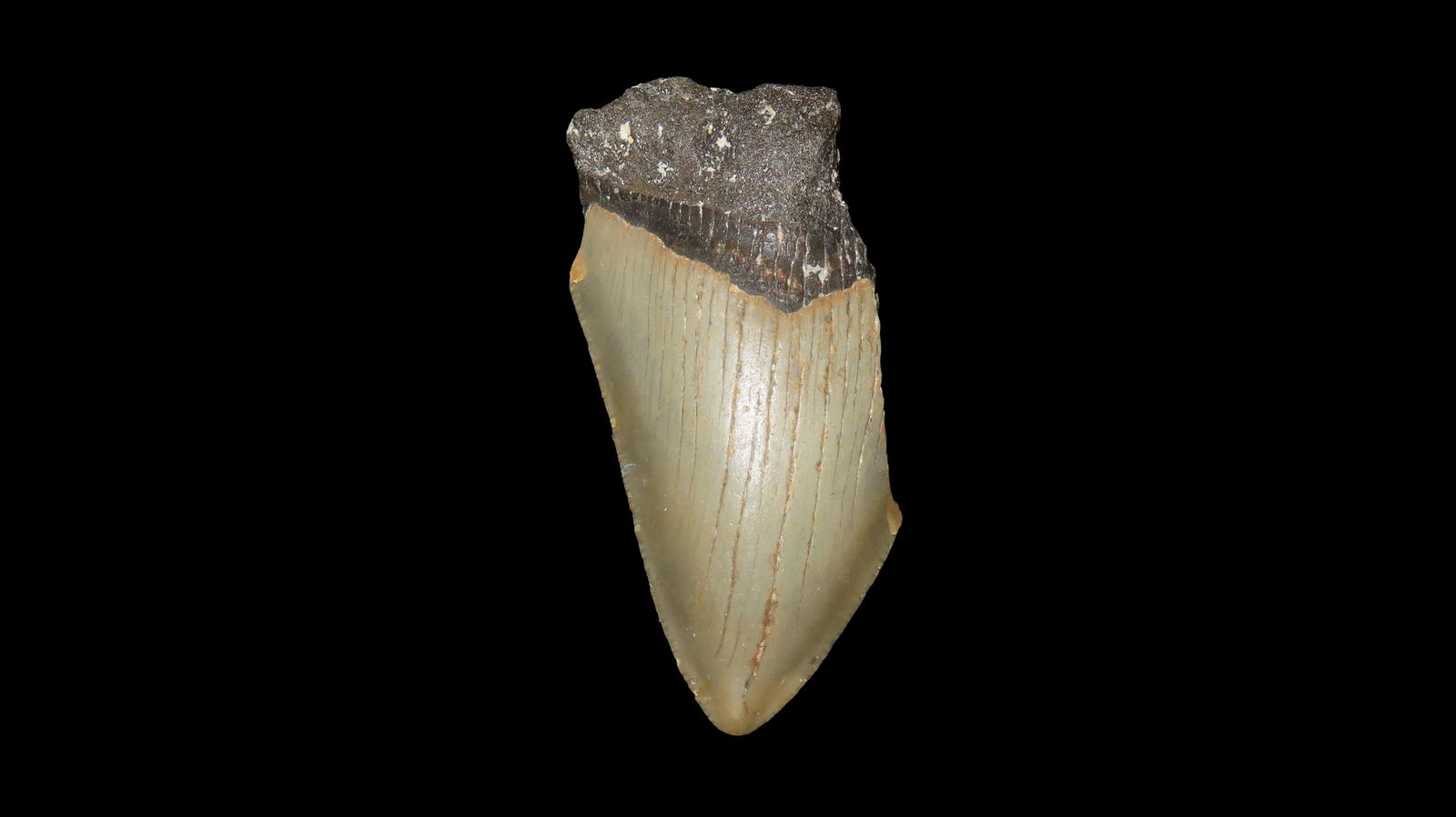 2, 886" Long Megalodon Shark Tooth Fossil Found Off The Coast Of Florida Dinosaur Era 23 to 3.6 (1 of 6)