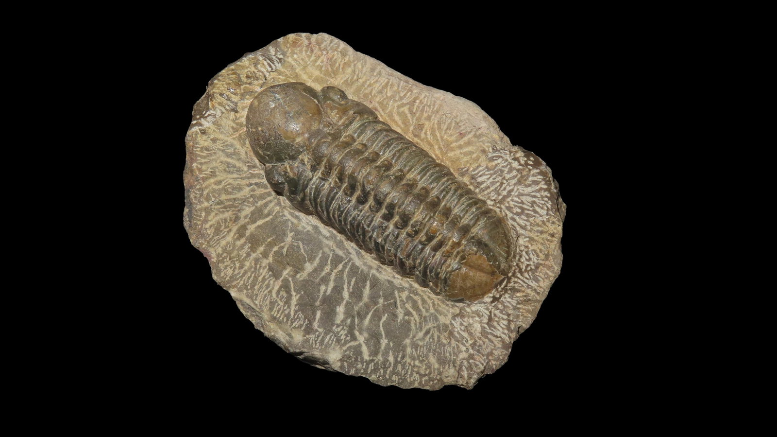3.3/4" Fossil Trilobite Speciman: 3.3/4" Fossil Trilobite Speciman