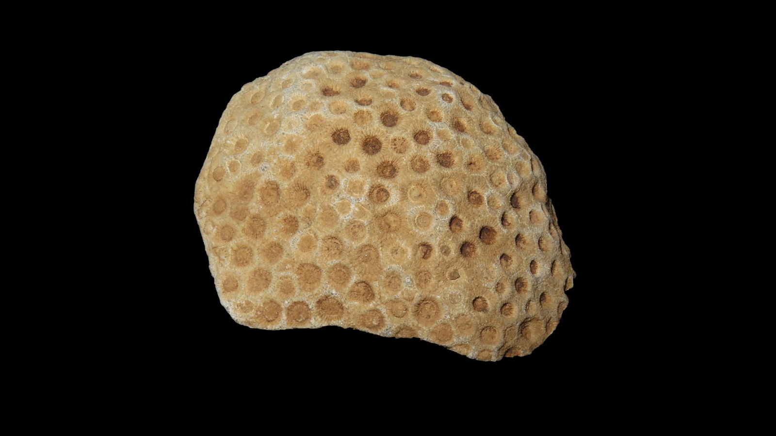 Fossil Coral Speciman Southern USA (1 of 9)