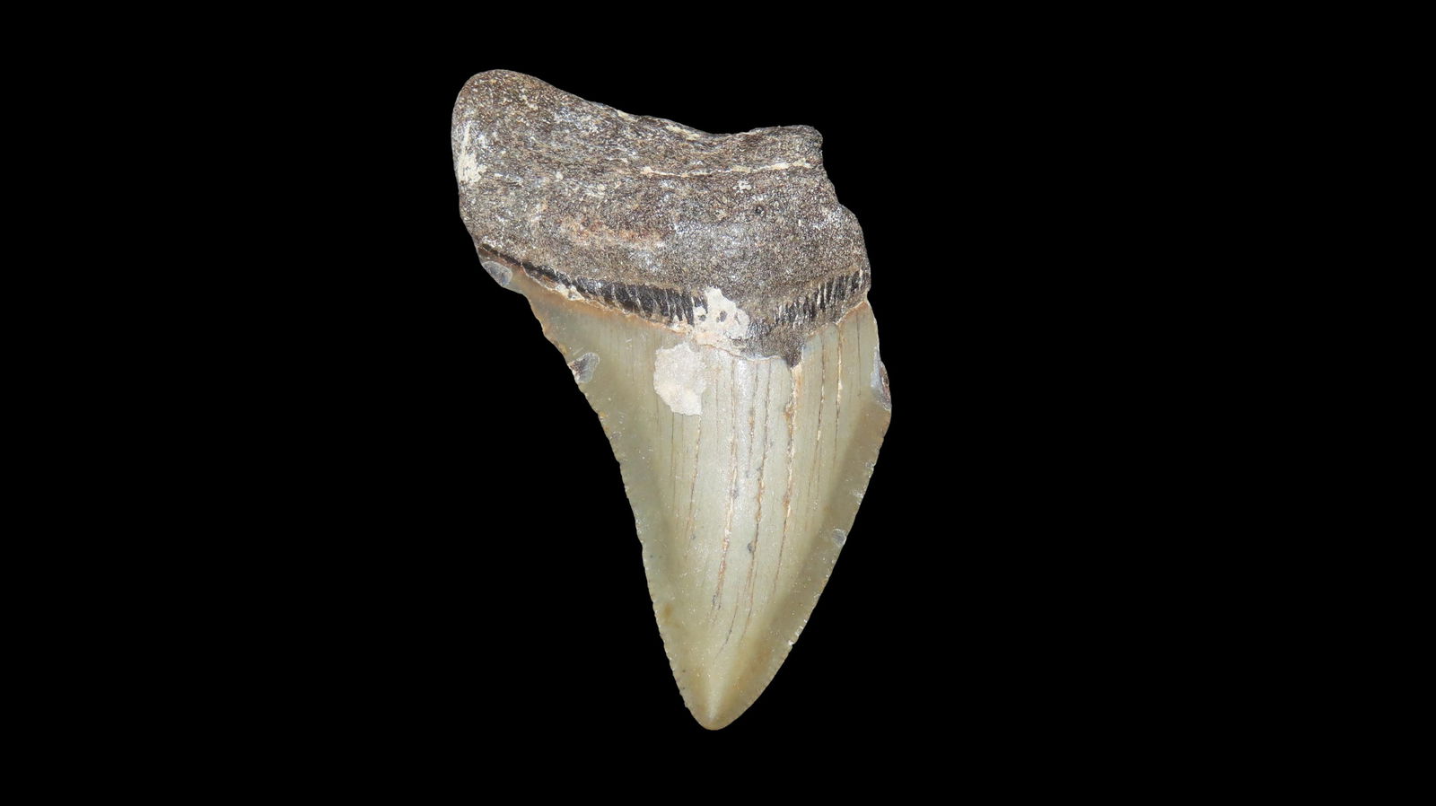 2, 919" Long Megalodon Shark Tooth Fossil Found Off The Coast Of Florida Dinosaur Era 23 To 3.6 (1 of 6)