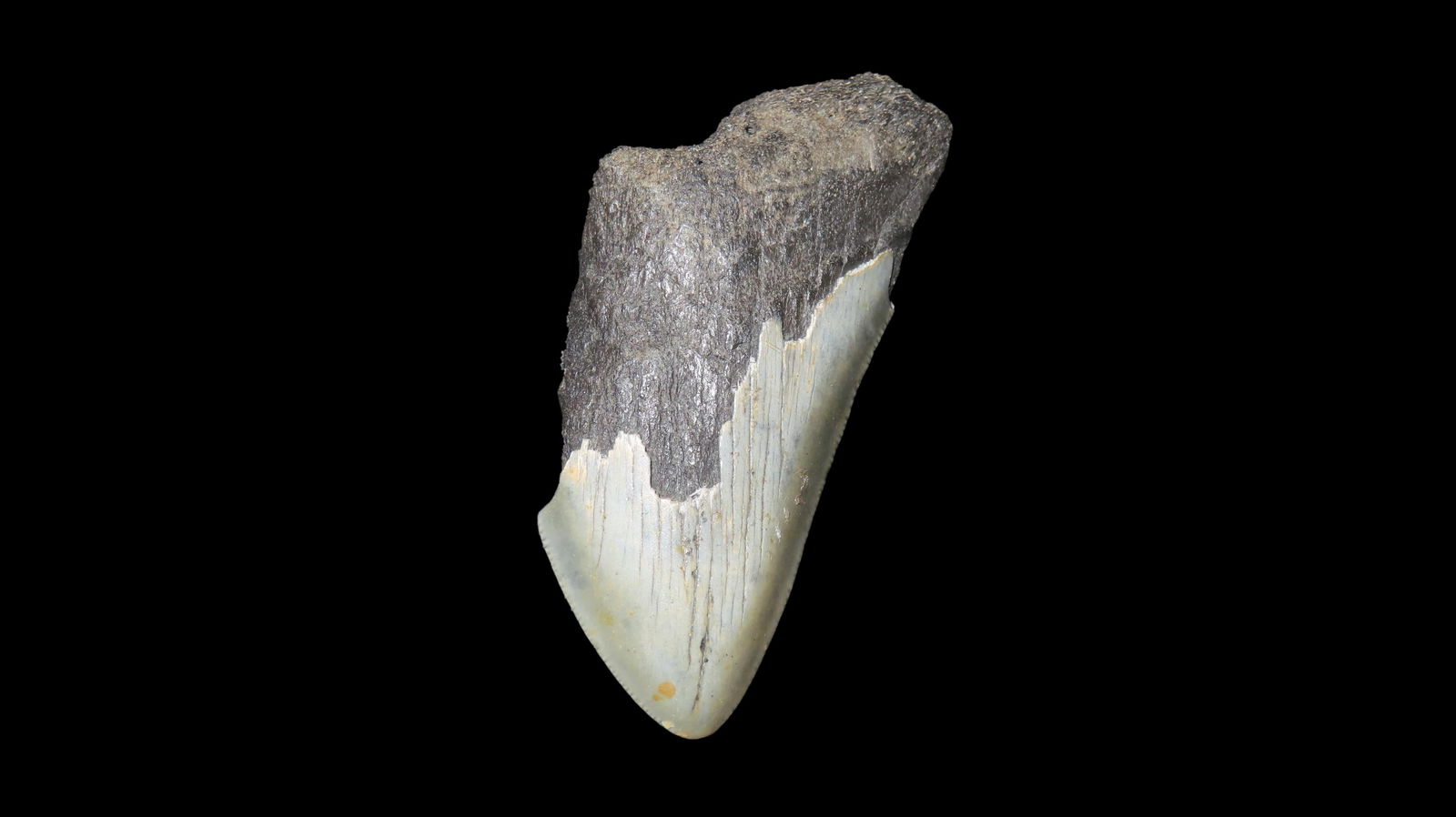 2.7/8" Megalodon Fossilzed Sharks Tooth South Carolina: 2.7/8" Megalodon Fossilzed Sharks Tooth South Carolina