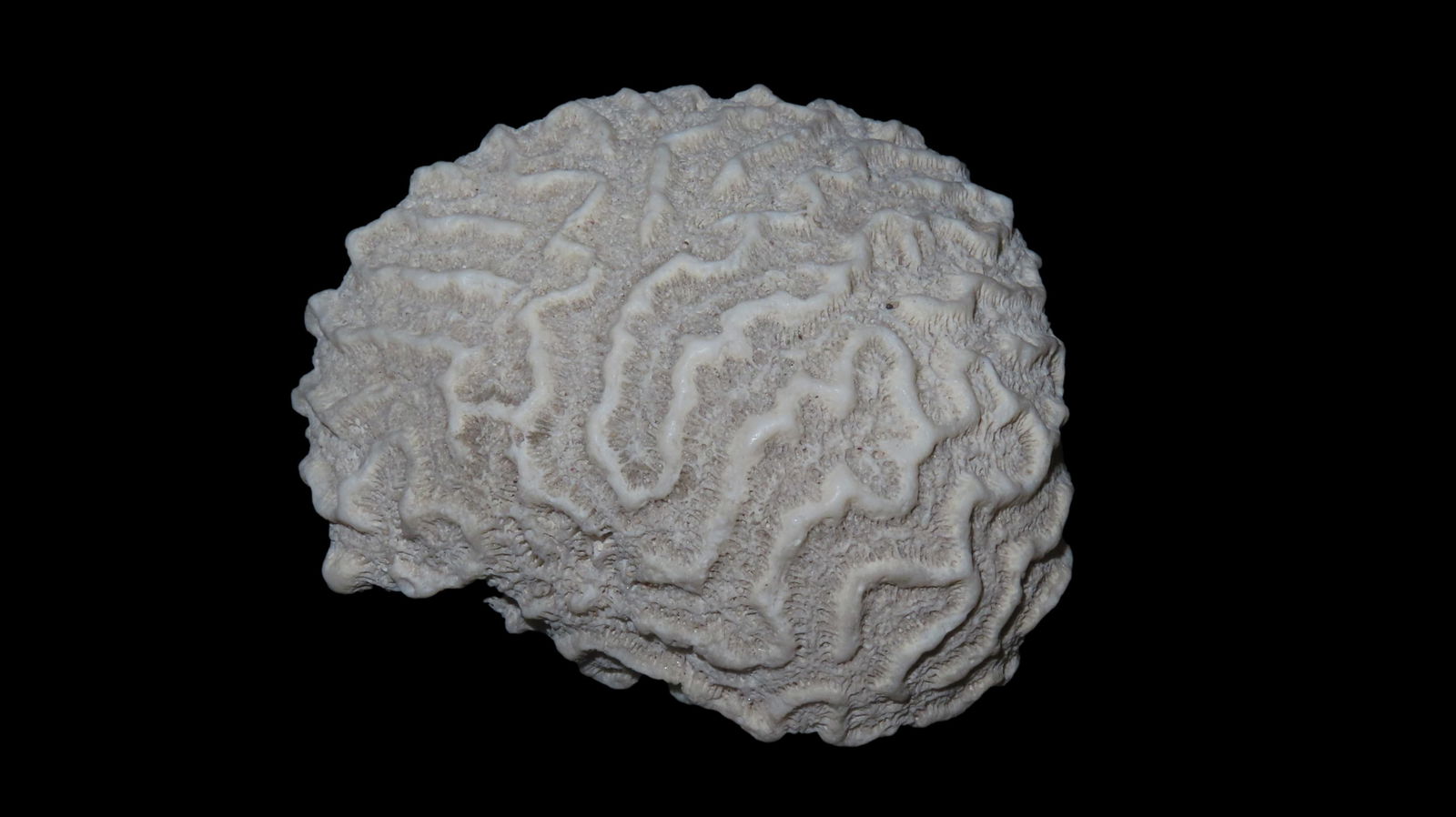 Fossil Coral Speciman Southern USA (1 of 7)