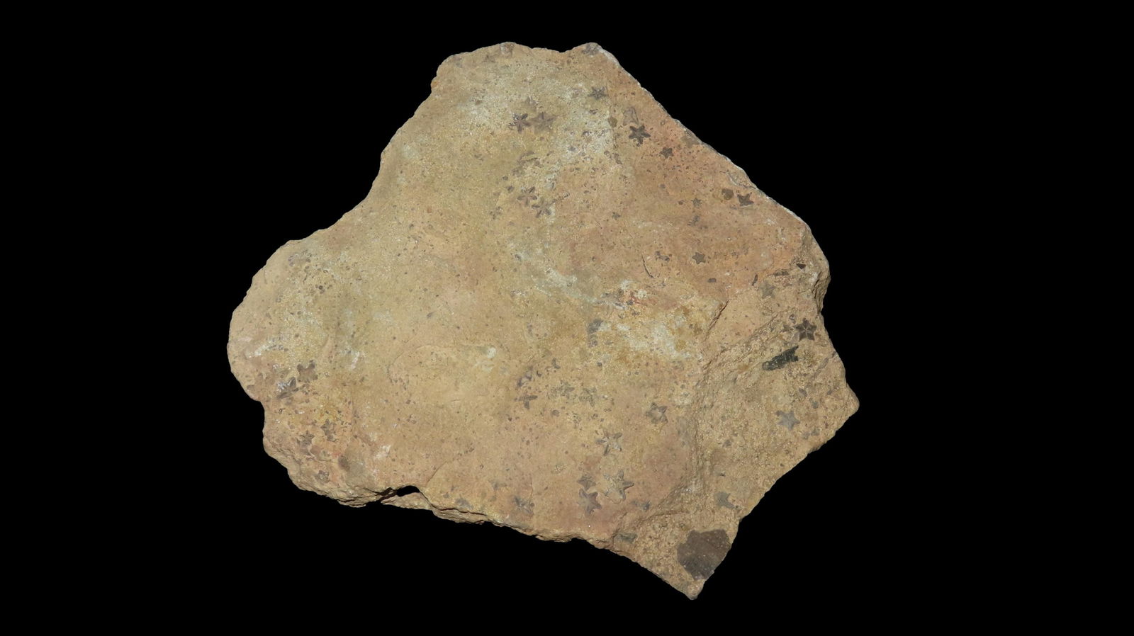 5.3/4" Crinoid Starfish Pentacrinus Jurassic Period Sundance Formation Wyoming (1 of 11)