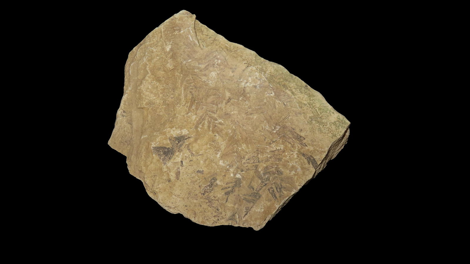 Jelly Fish Essexella Asherae Mazon Creek Plant Siderite Concretion Francis Creek Shale Member (1 of 9)