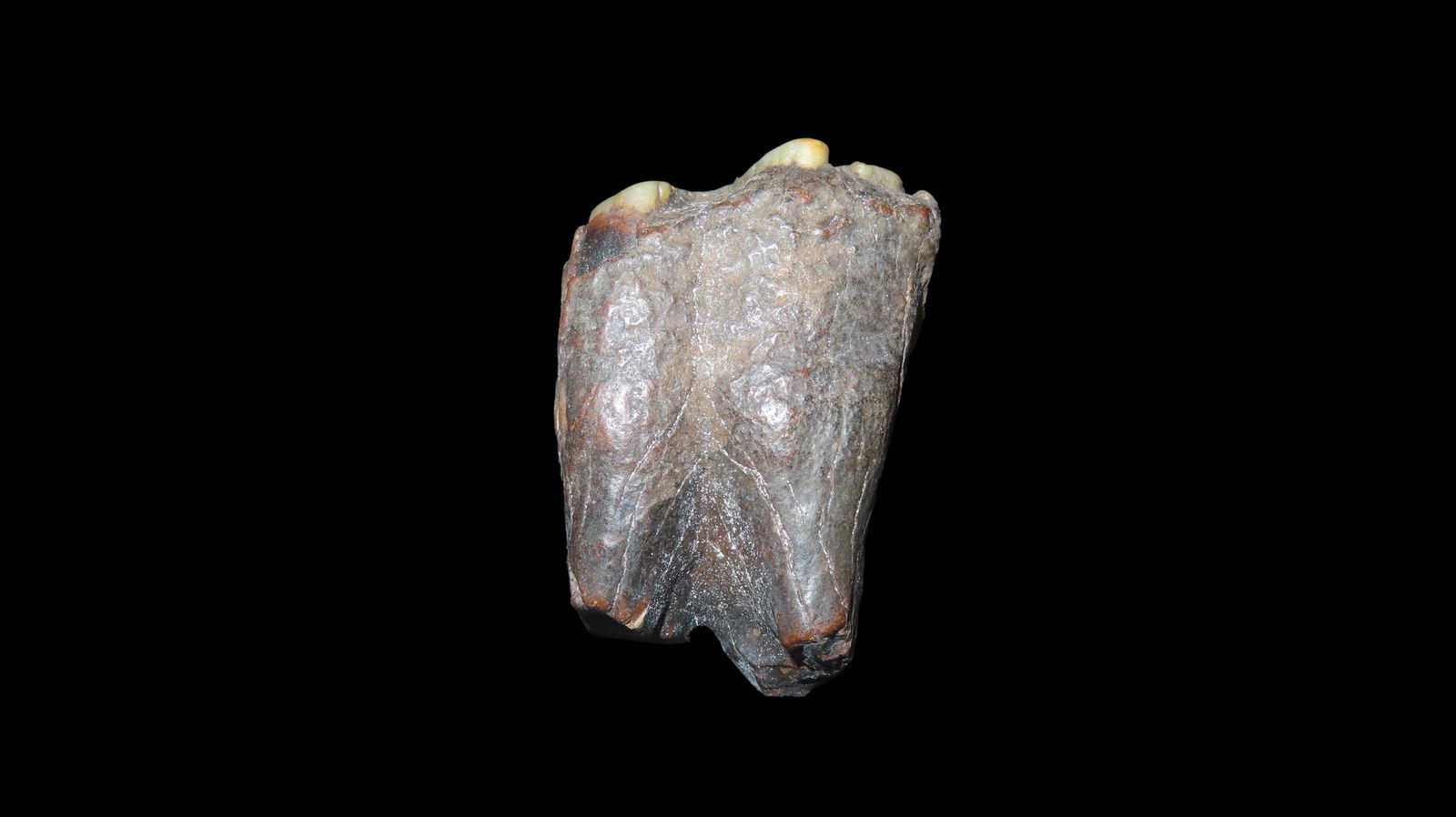 Rare Fossil Tooth, Early Mammal Found In Midwest USA (1 of 8)