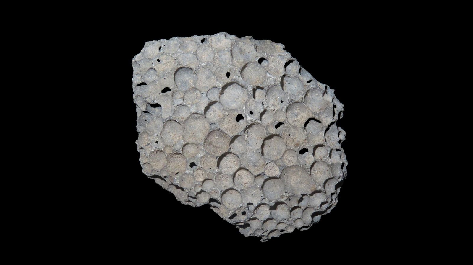 Fossil Coral Speciman Southern USA (1 of 7)