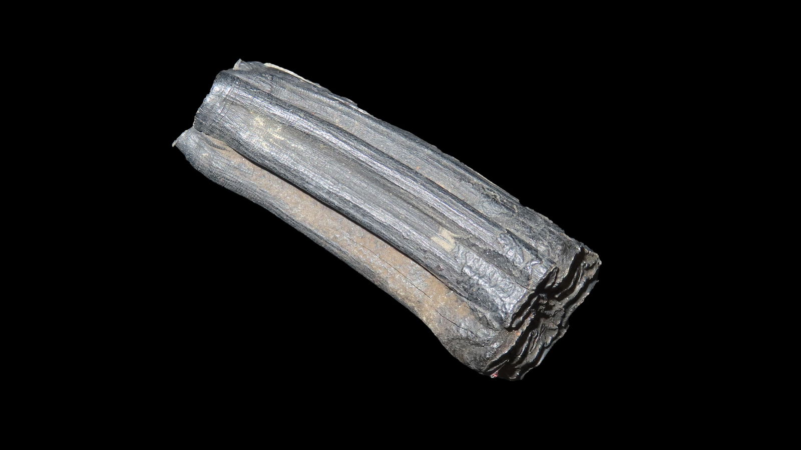 Super Fossil Mamal Found In Kansas Mastadon Era (1 of 7)