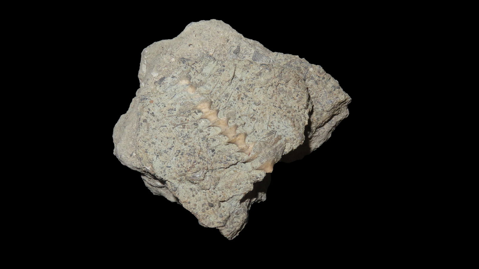 Fossil Spiral Crinoide Stem Really Unique Midwest USA (1 of 6)