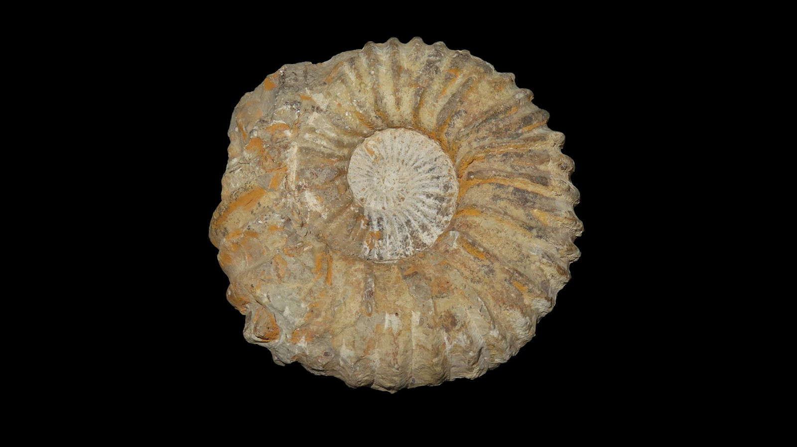 6"x5.1/2" Ammonite Fossil Very Large Found In Texas (1 of 7)