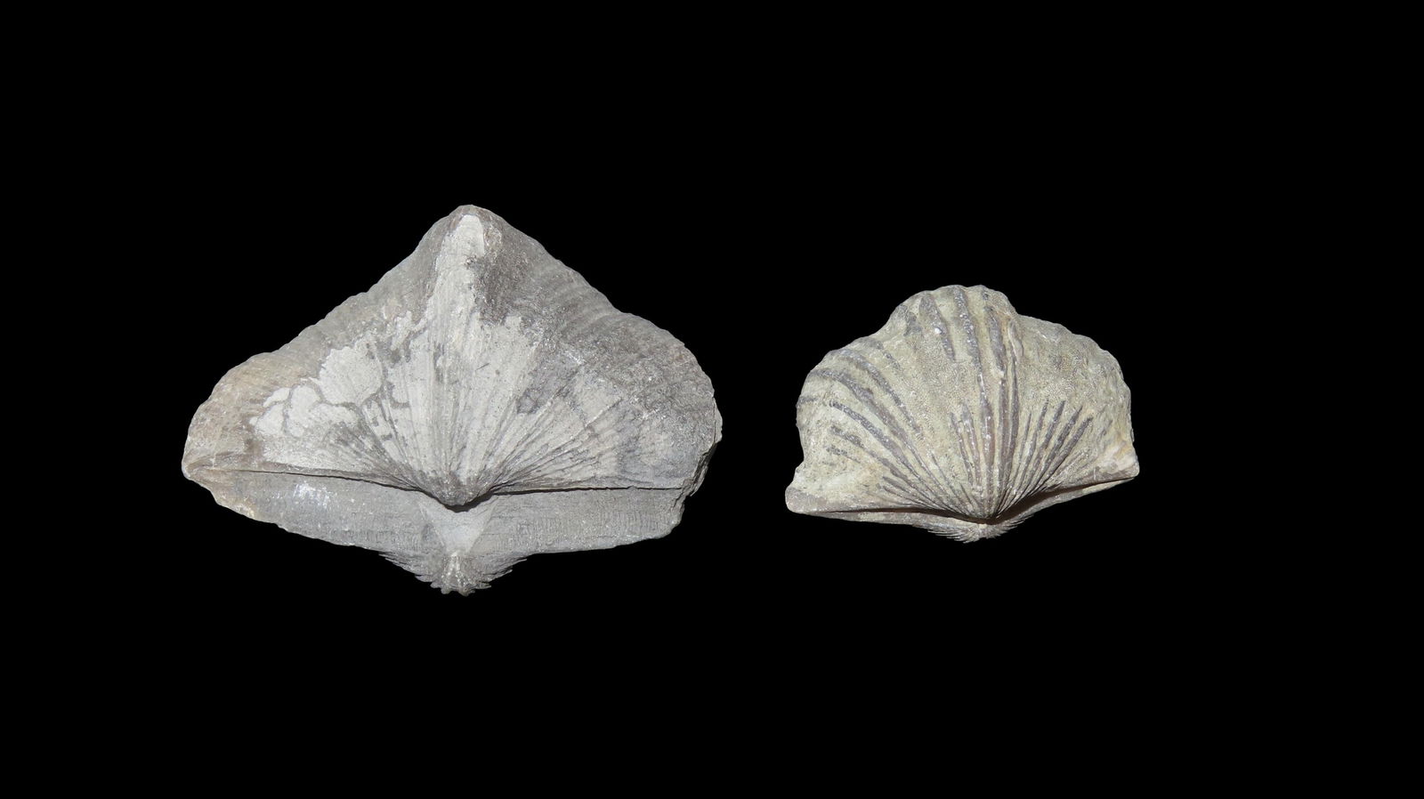 Quality Fossil Shells Found In Midwest USA (1 of 5)