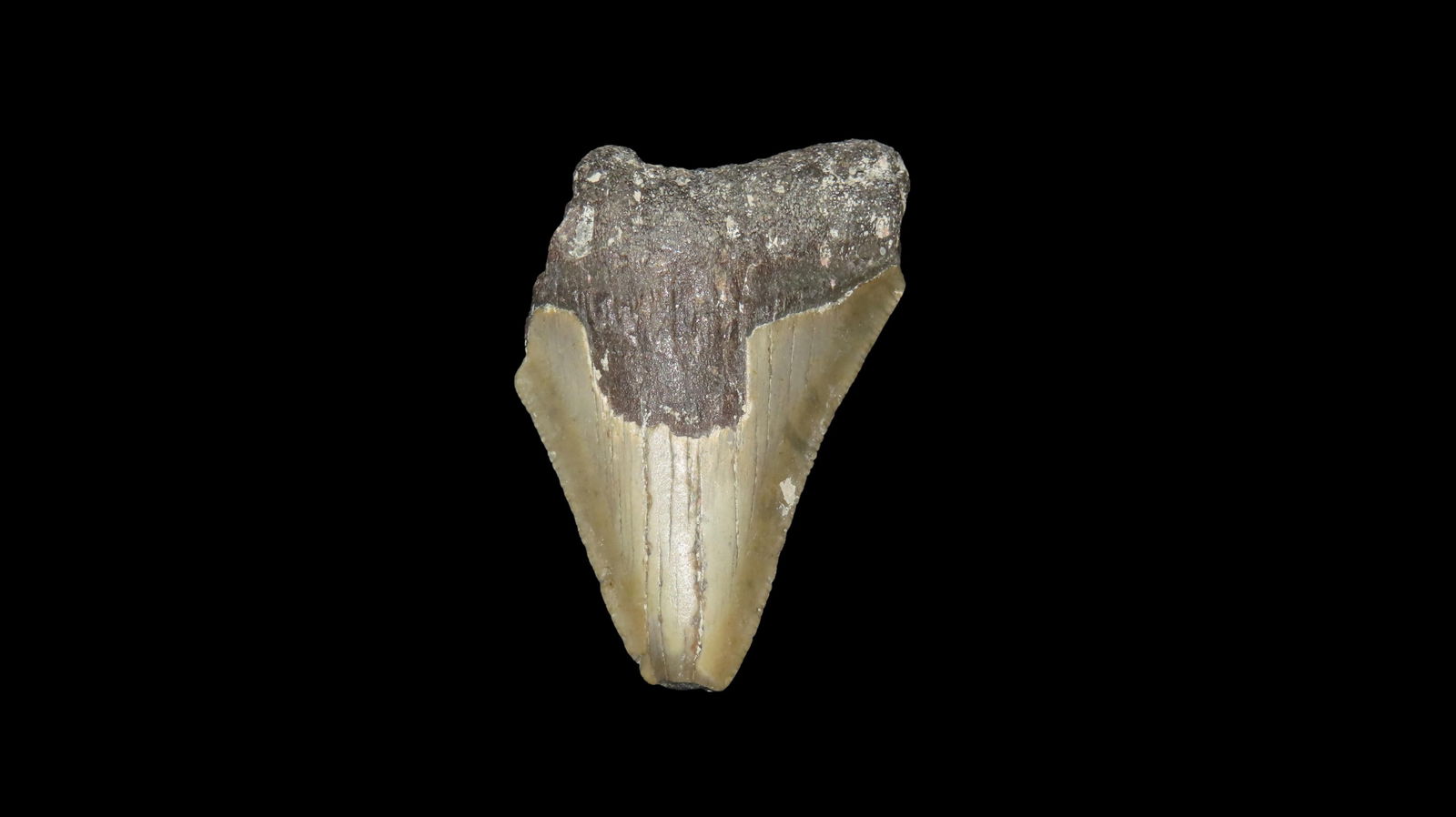 2.5/8" Megalodon Fossilzed Sharks Tooth South Carolina: 2.5/8" Megalodon Fossilzed Sharks Tooth South Carolina
