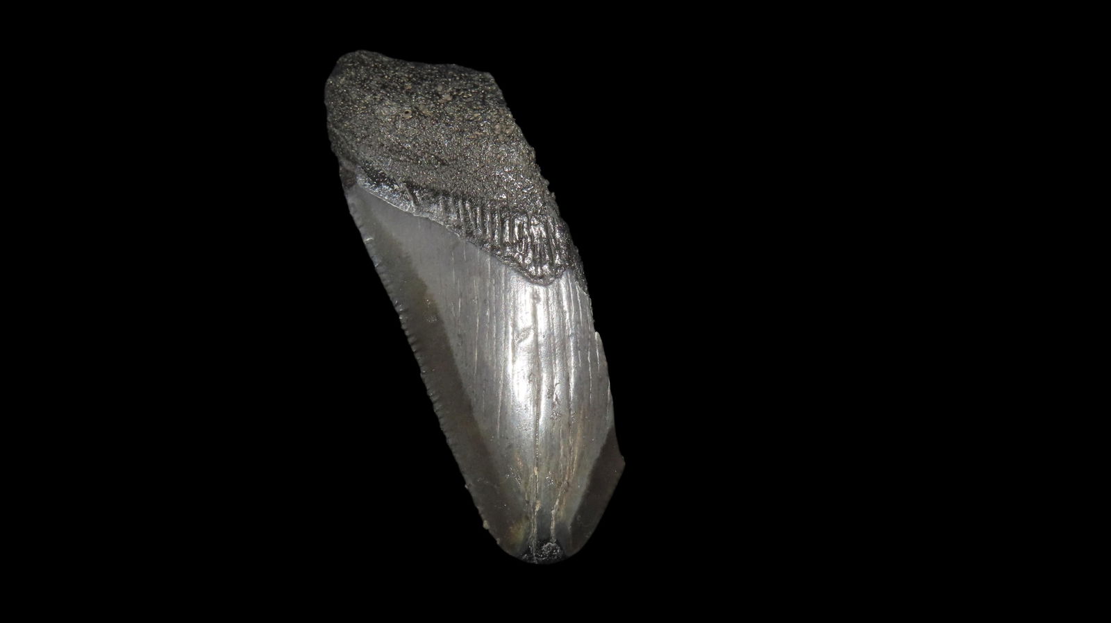 2.1/2" MegalodonFossilized Sharks Tooth South Carolina: 2.1/2" MegalodonFossilized Sharks Tooth South Carolina