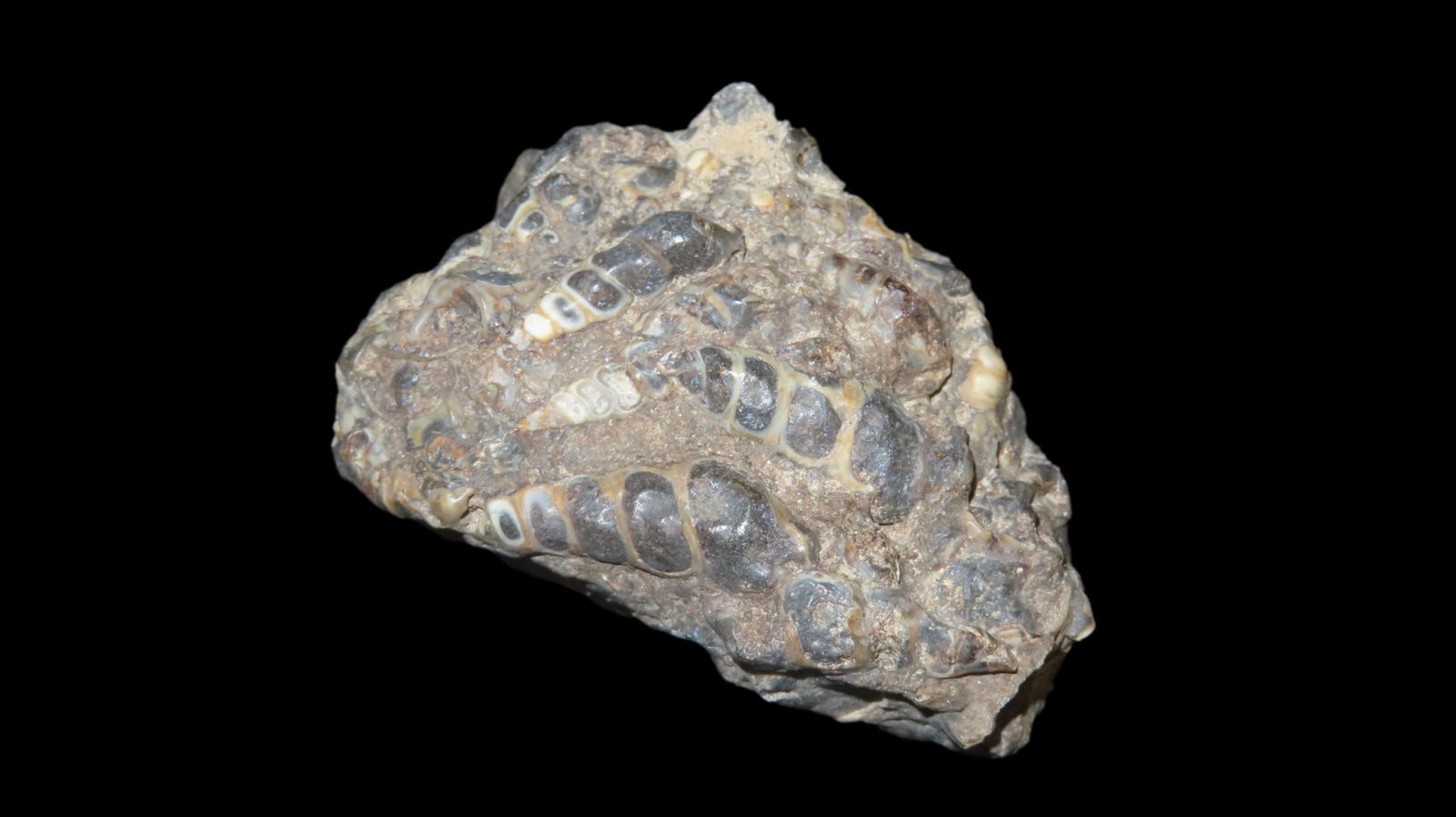 2.1/8" Super Fossilized Elimia Tenera Shells In Agate From Wyoming: 2.1/8" Super Fossilized Elimia Tenera Shells In Agate From Wyoming