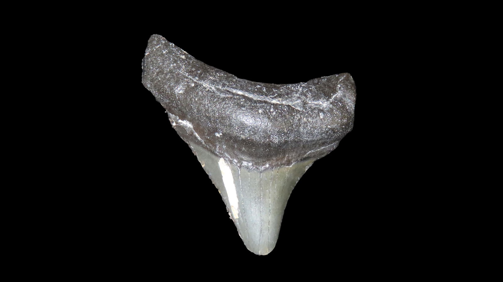 1, 730" Long Megalodon Shark Tooth Fossil Found Off The Coast Of Florida Dinosaur Era 23 To 3.6 (1 of 6)