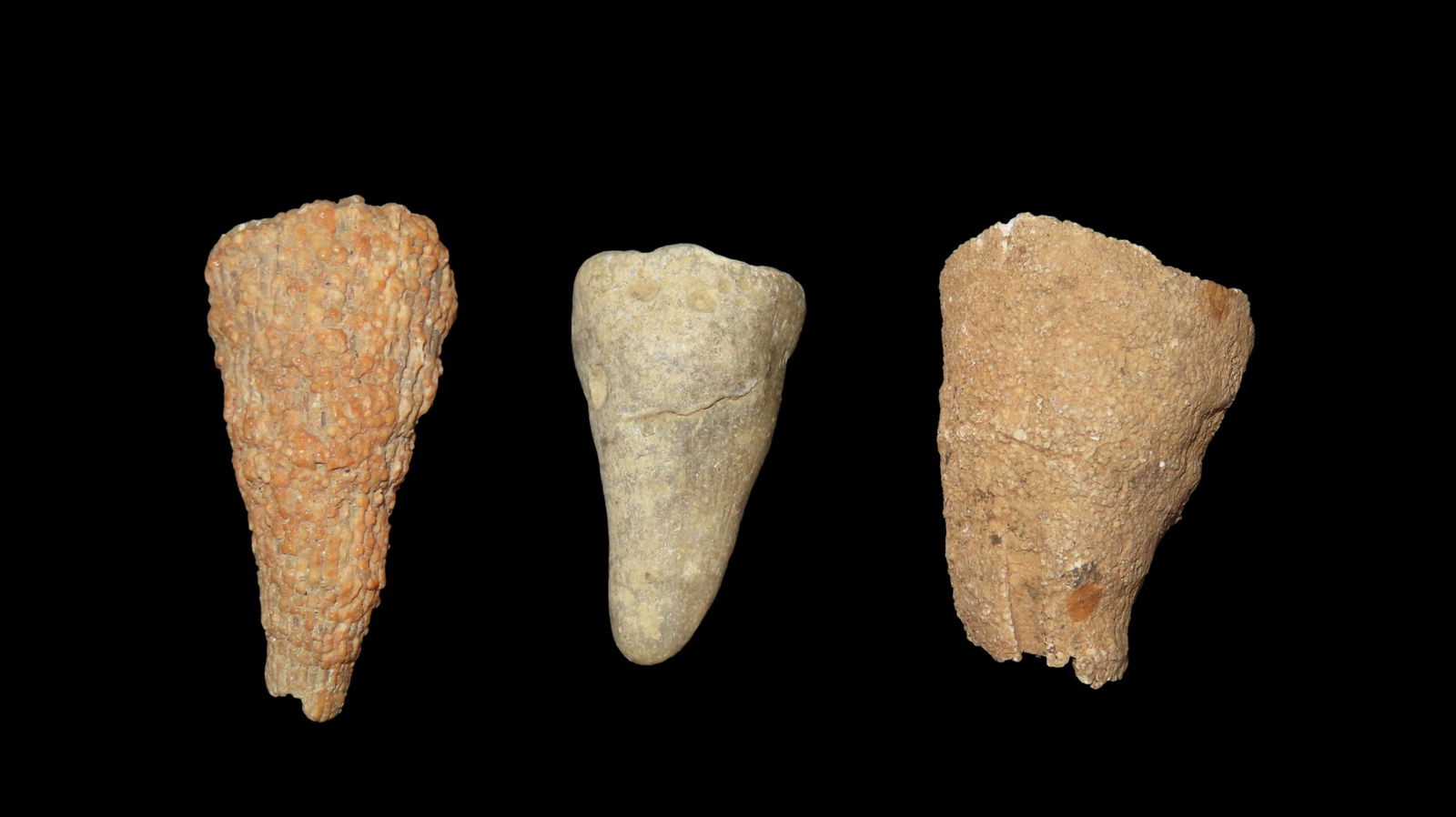 Set of 3 Missouri Horn Fossils (1 of 9)