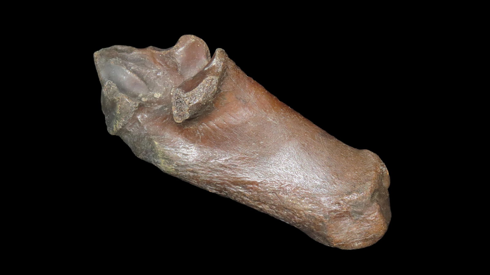 4.1/2" Long Fossilized Bone Large Rare Style Found In Kansas (1 of 6)