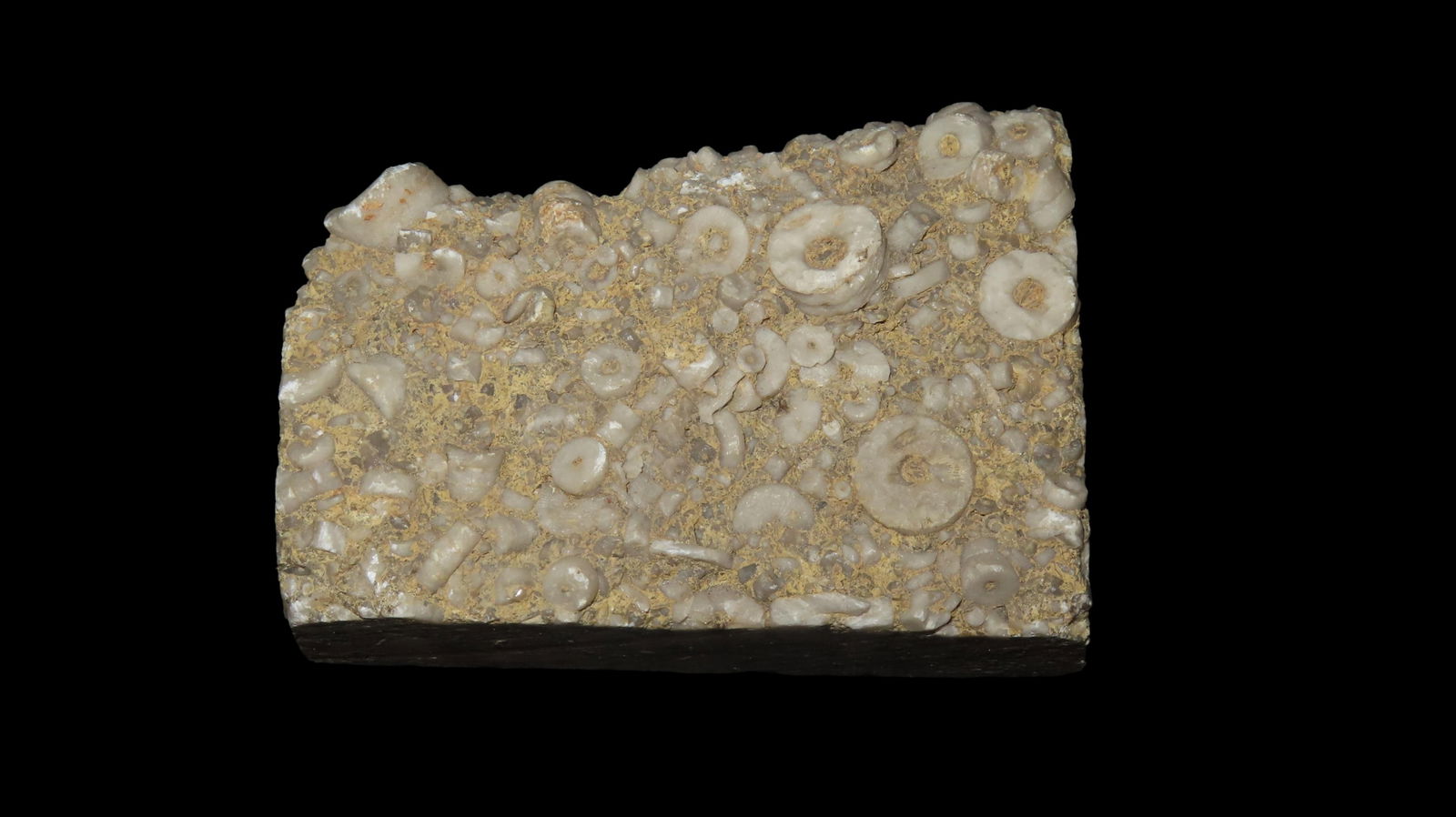 3" Crinoid Fossil Cluster Cut and Polished Midwest USA (1 of 7)