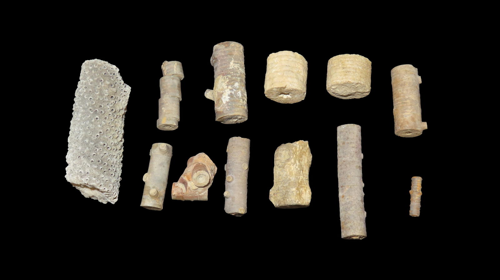 Fossil Crinoids and Coral Nice Quality Group Midwest USA (1 of 3)