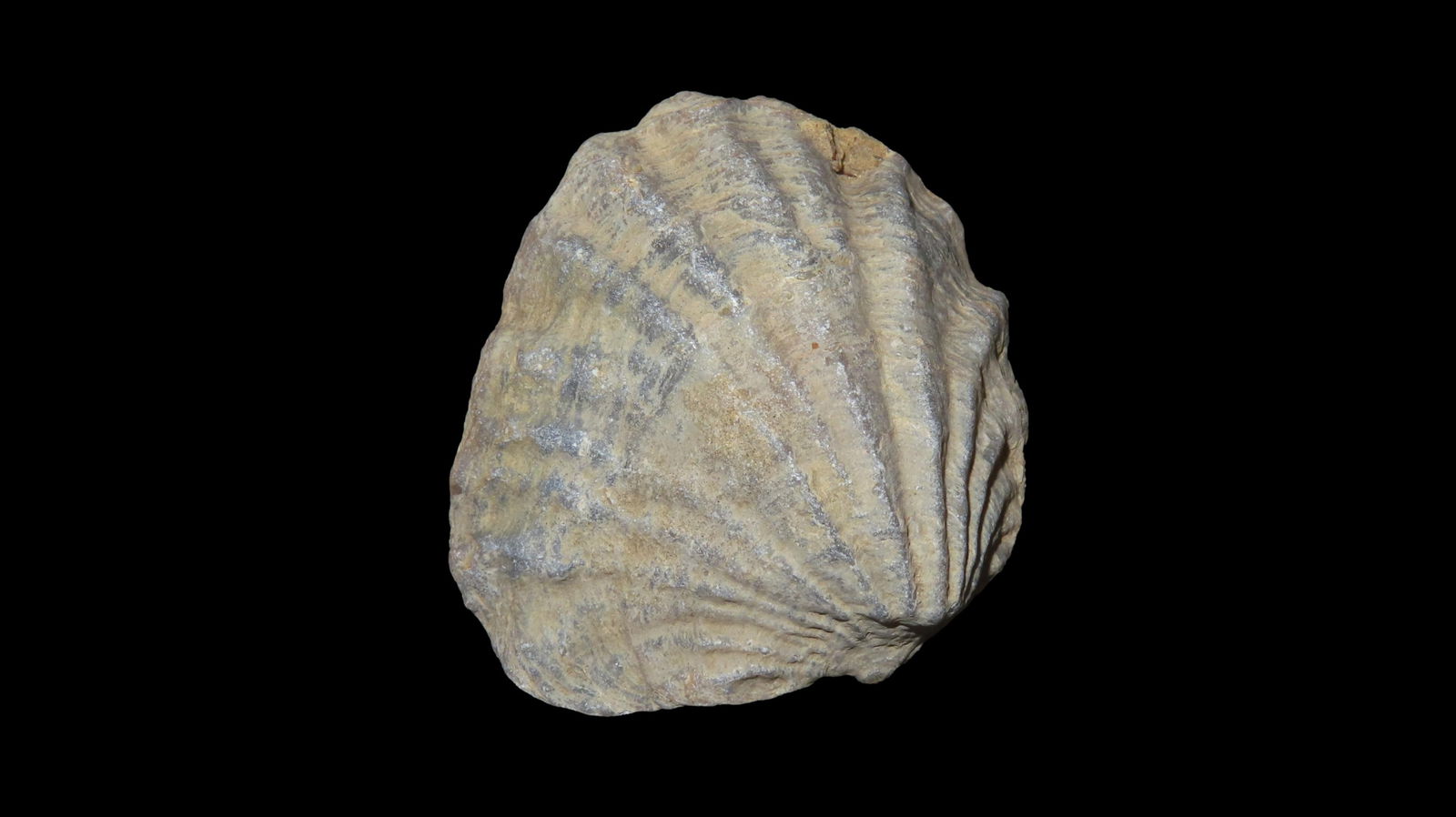 2.1/8" Super Fossilized Clam (1 of 6)