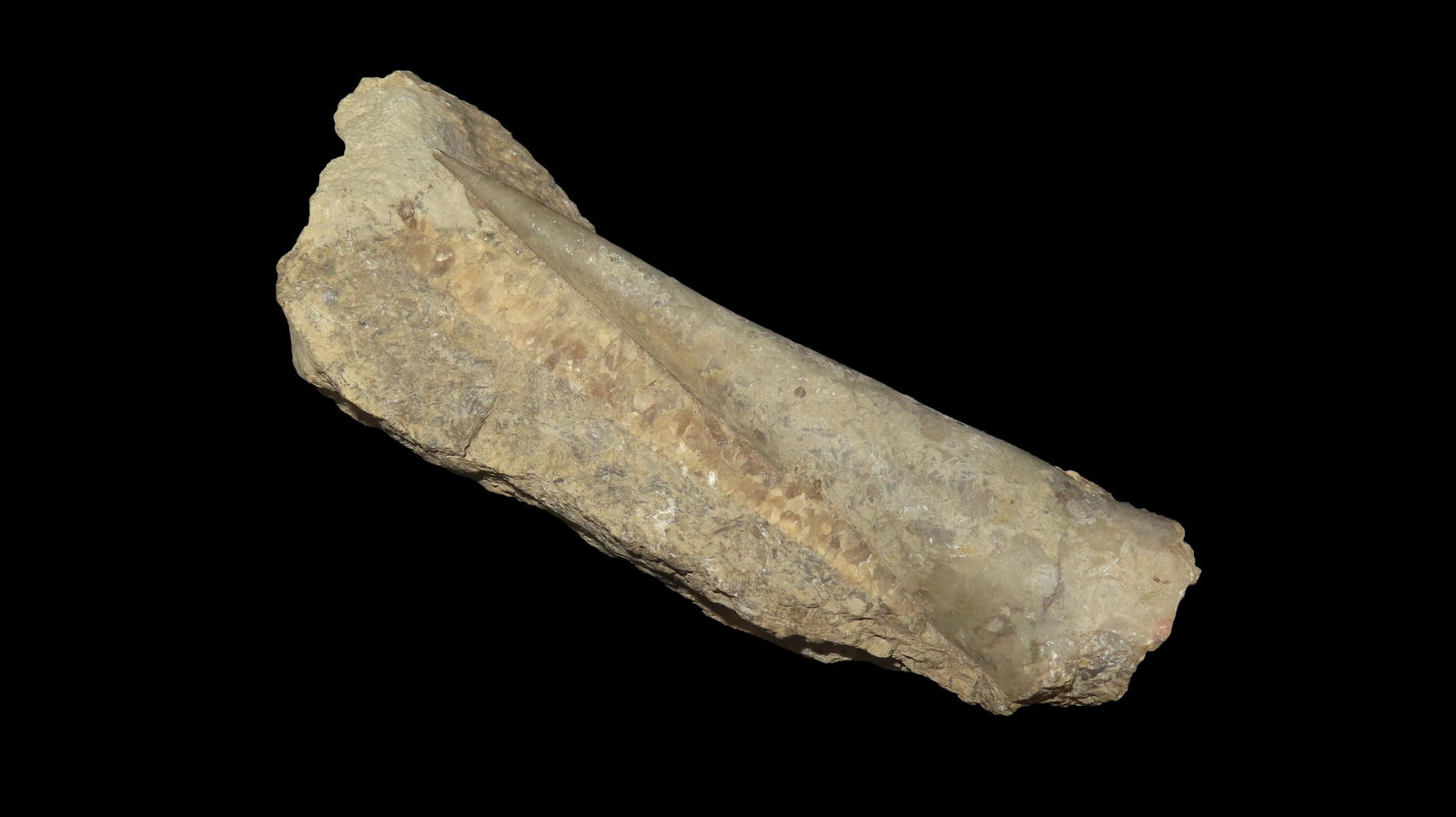 5" Long Stunning Fossilized Horn Coral (1 of 7)