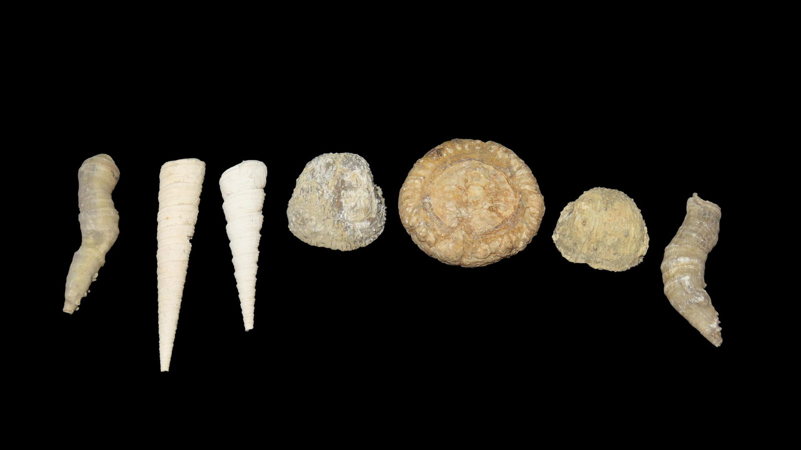 Nice Fossil Grouping Crinoids and Shells Midwest USA: Nice Fossil Grouping Crinoids and Shells Midwest USA