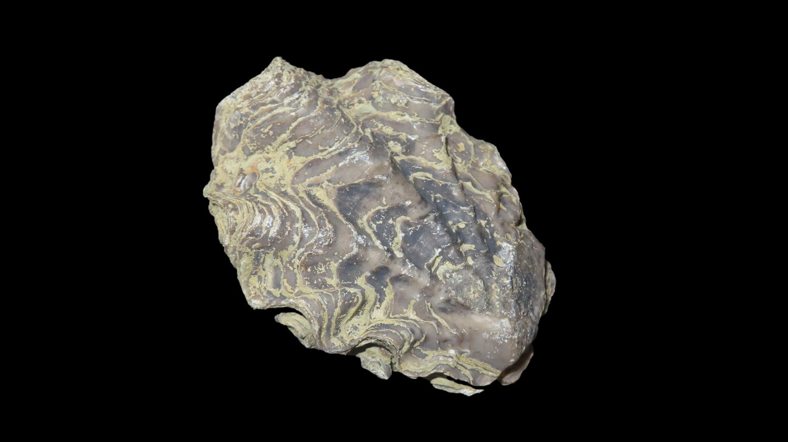 3.3/8" Long Fossil Oyster Ostrea Sp Cretaceous Period Casamarca Peru (1 of 8)