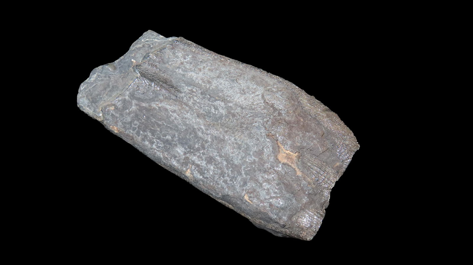 3.5/8" Long Stunning Fossilized Land Sloth Tooth Extreamly Rare Lived with the Mastadon Found in (1 of 9)