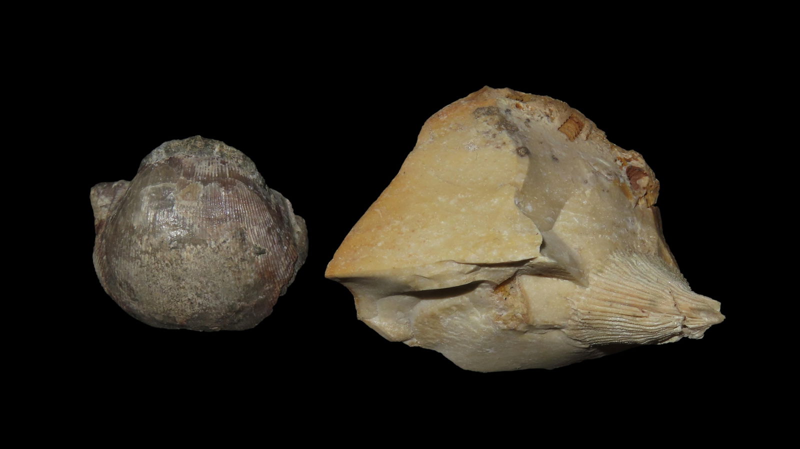 Fossil Pair Midwest USA (1 of 3)