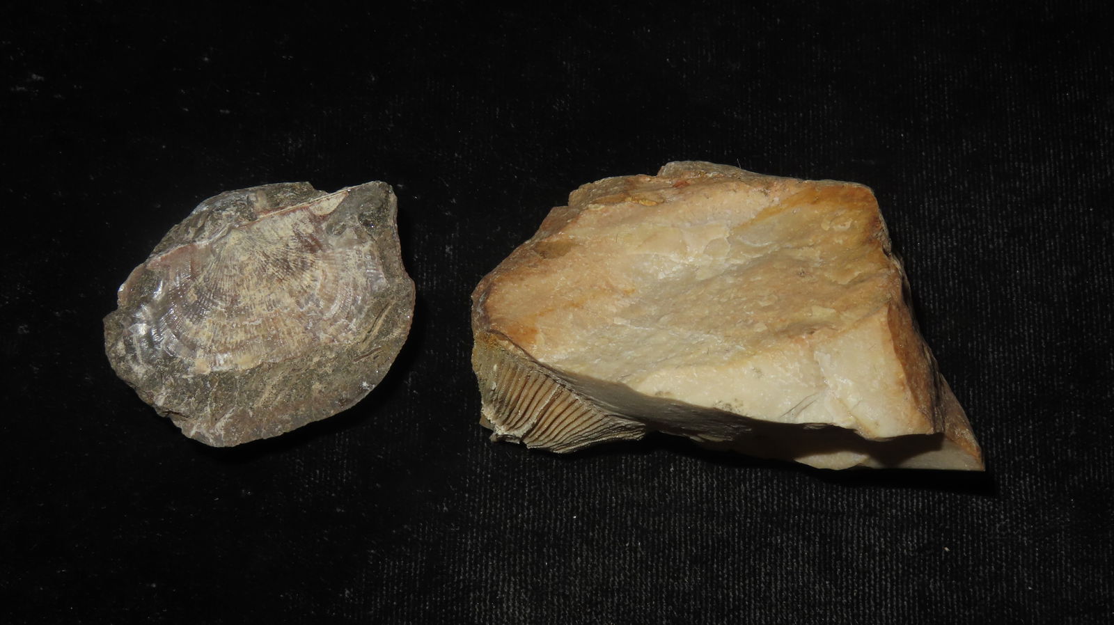 Fossil Pair Midwest USA - 2