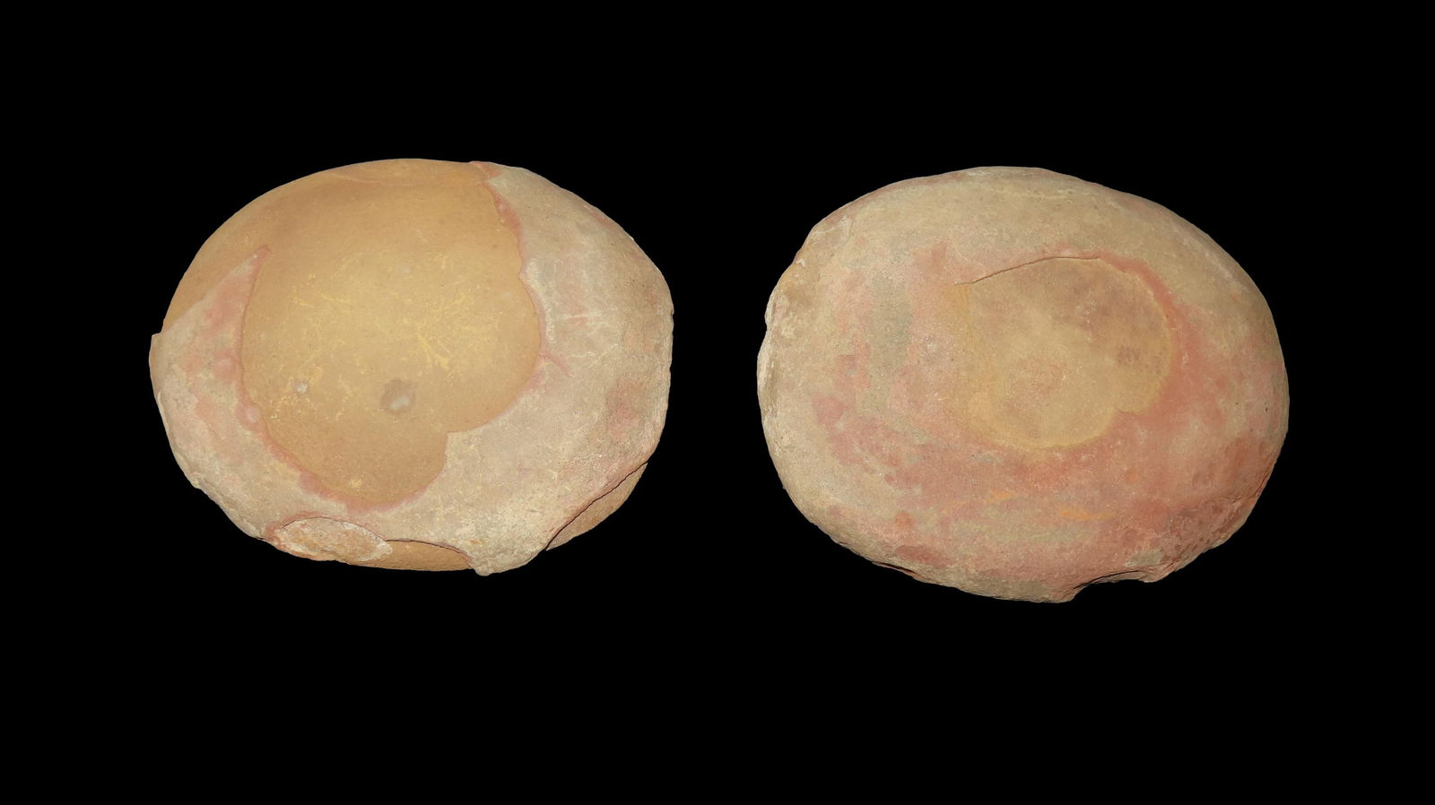Jelly Fish Essexella Asherae Mazon Creek Plant Siderite Concretion Francis Creek Shale Member (1 of 4)