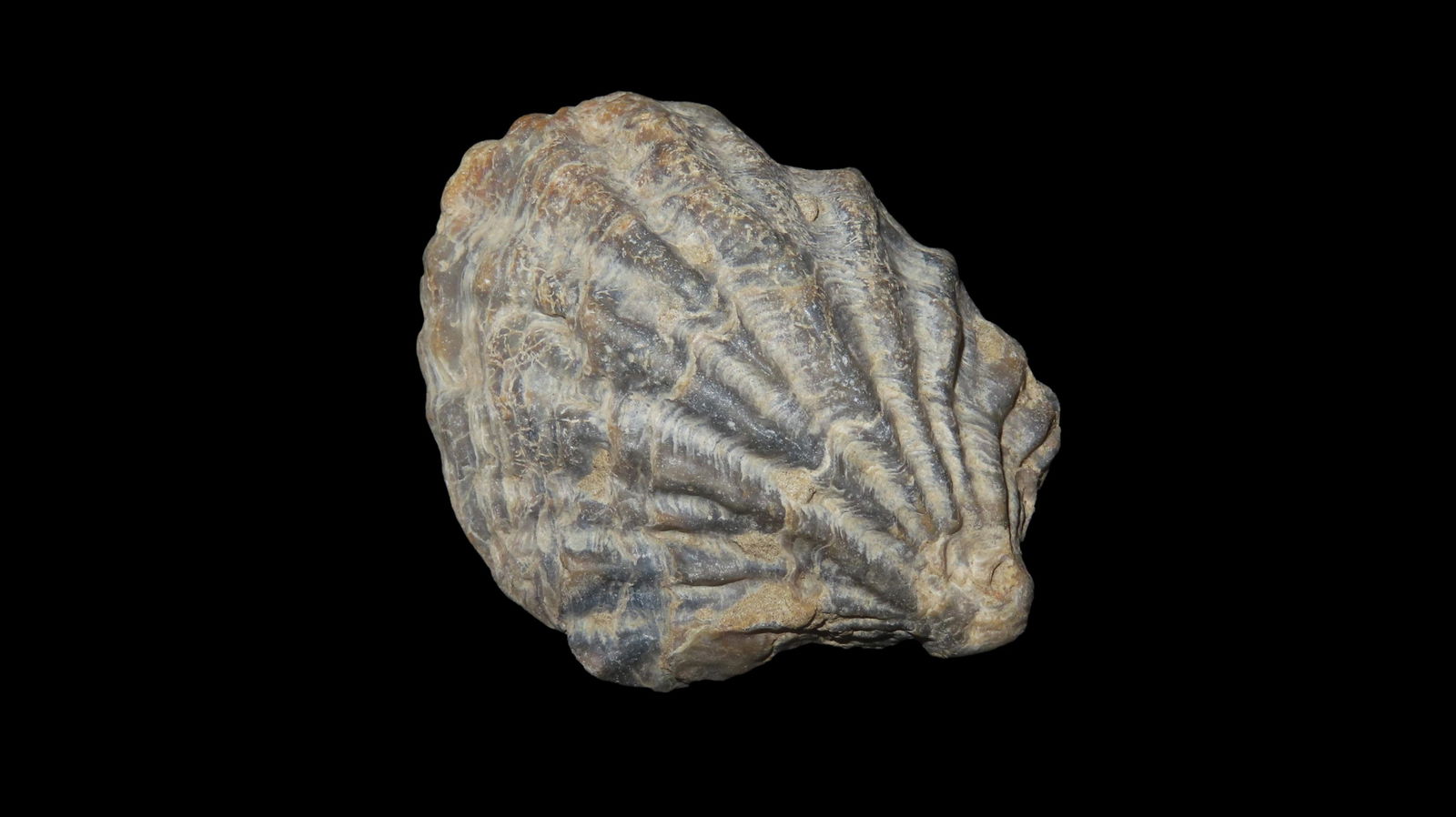 2.1/2" Super Fossilized Clam: 2.1/2" Super Fossilized Clam