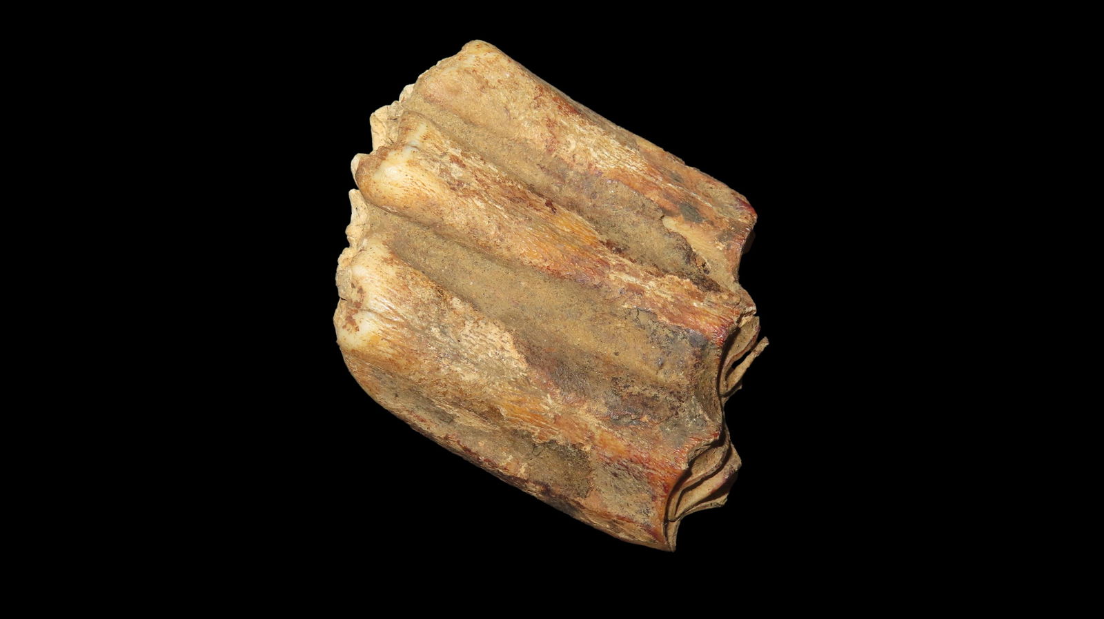 Rare Fossil Tooth, Early Mammal Found In Midwest USA (1 of 8)