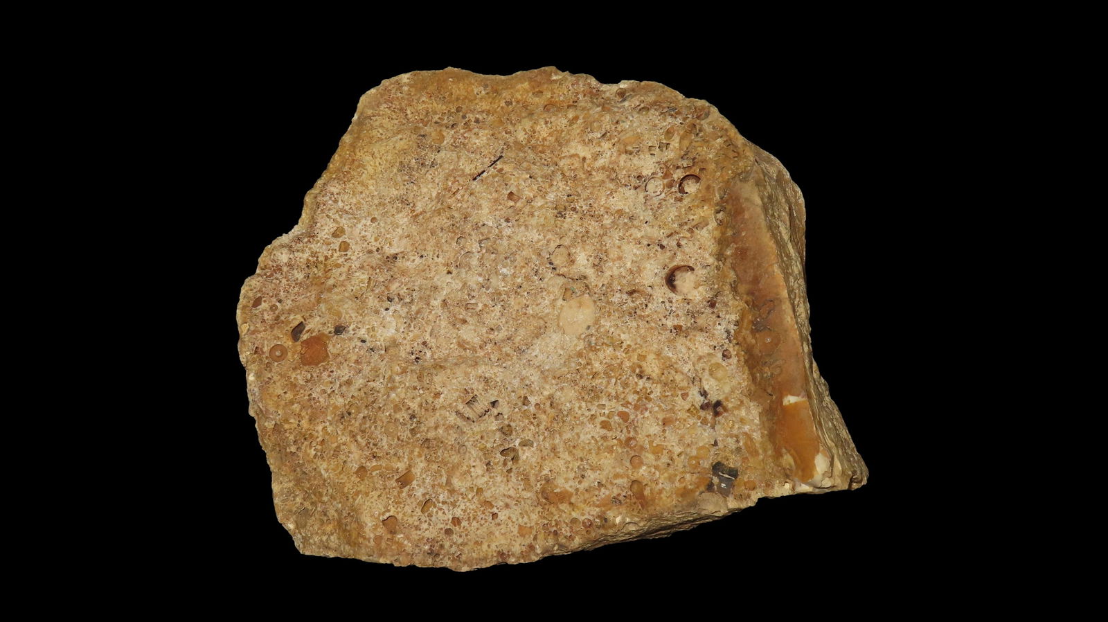 8" Long Large Crinoid Plate USA (1 of 9)