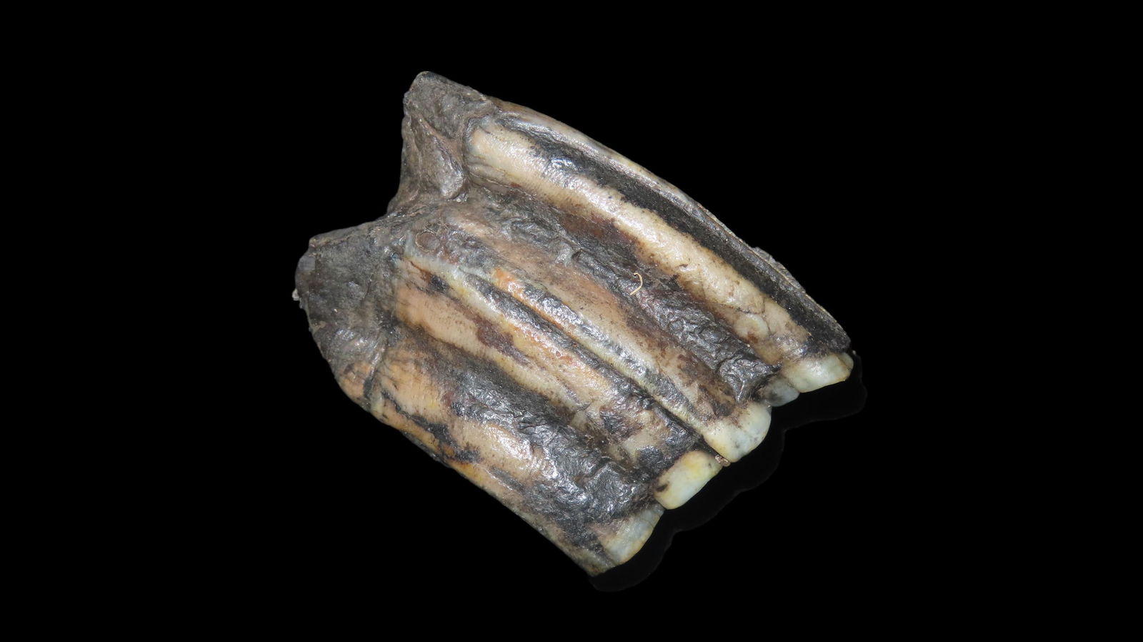 Rare Fossil Tooth, Early Mammal Found In Midwest USA (1 of 6)