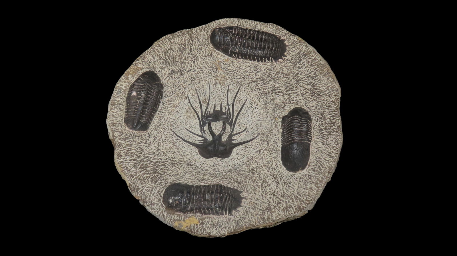 8" Decorative Plate with Fossil Spiny Tribolite Dicranurus Species and Reedops Species (1 of 9)