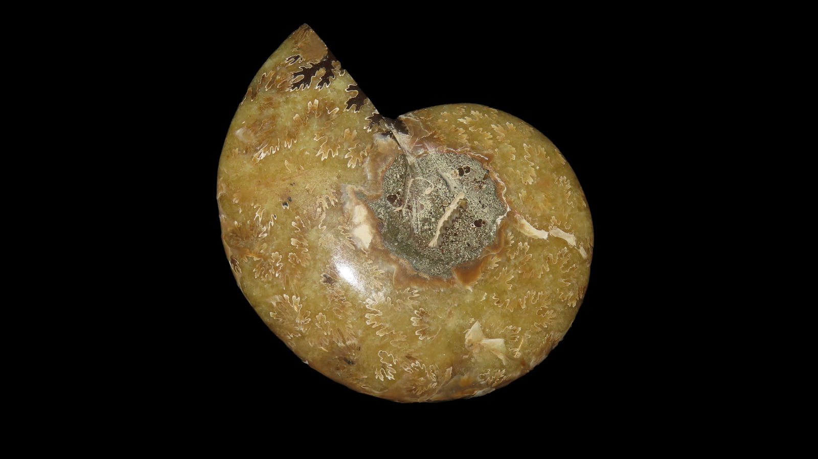 4" Polished Ammonite Fossil 231 Grams Translucent Speciman (1 of 6)