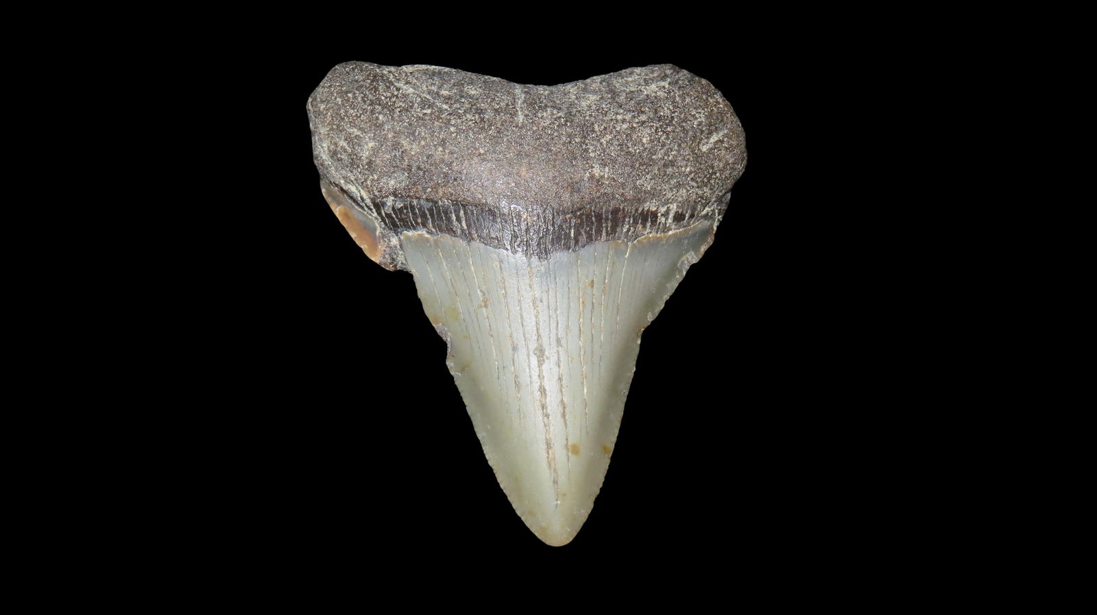 2.725" Long Megalodon Shark Tooth Fossil Found off the Coast of South Carolina Dinosaur Era 23 to (1 of 6)