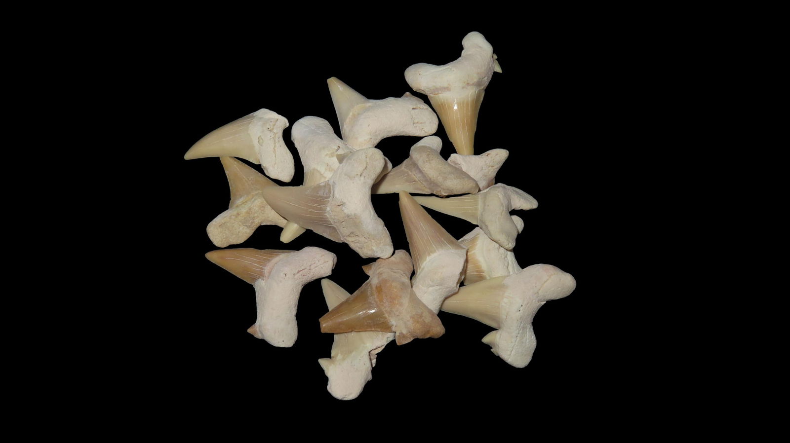 Lot of 15 Fossil Shark Tooth (1 of 5)