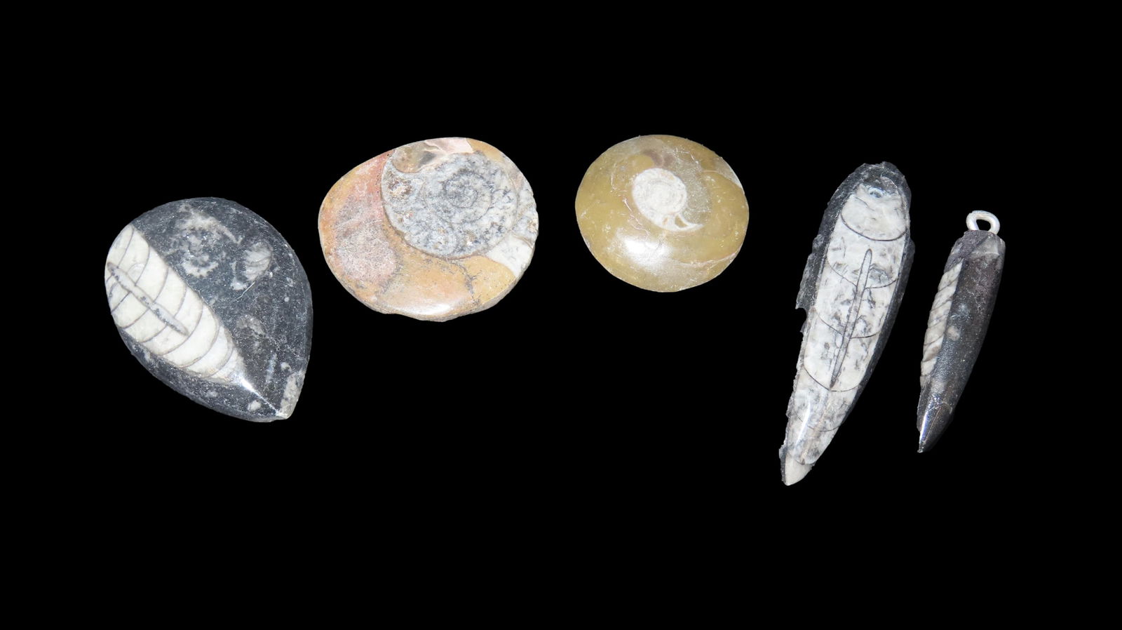 Orthoceras Ammonite Fossil Devonian Period lot of 5 (1 of 3)