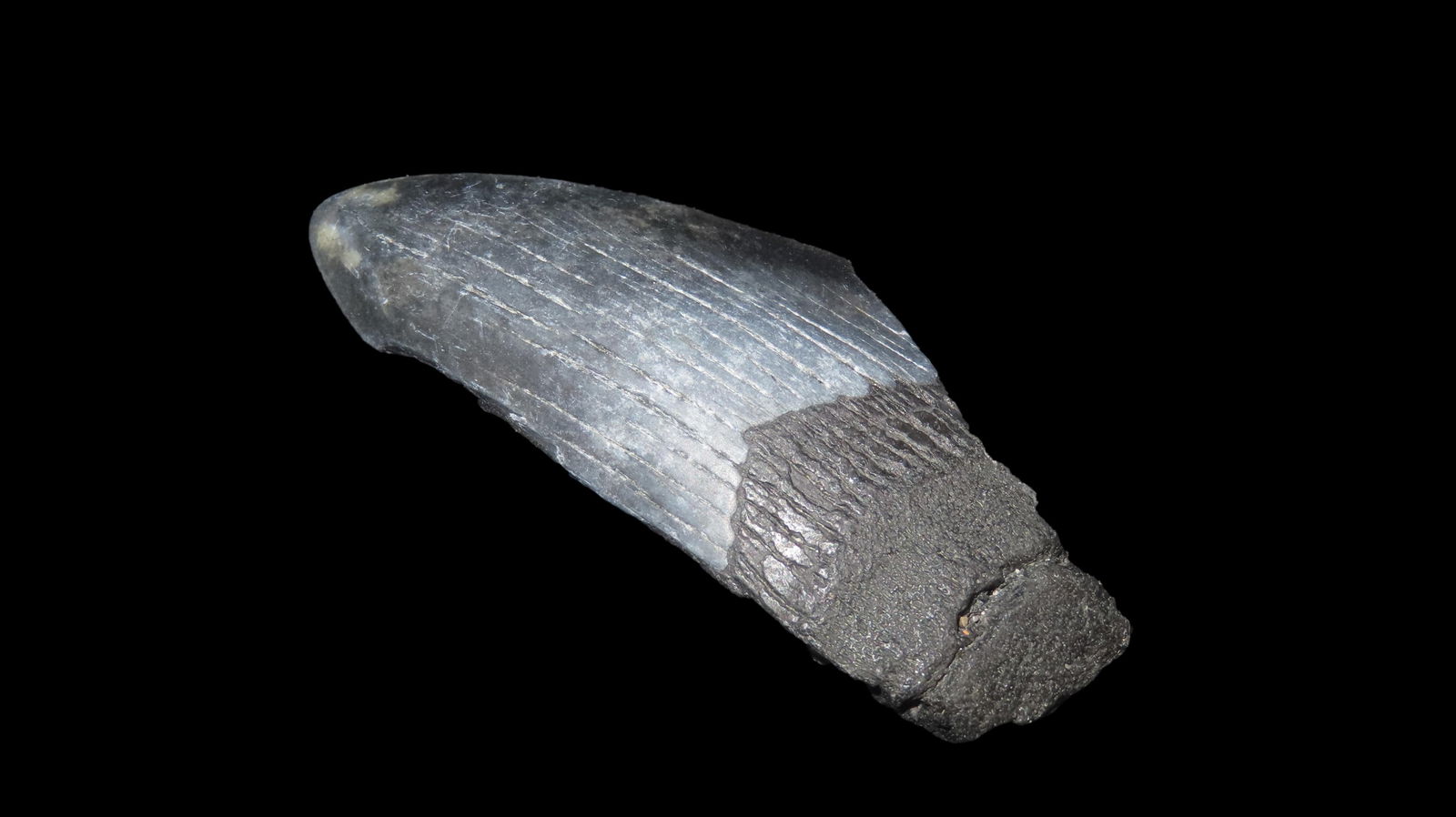 Megaladon Shark Tooth Fossil South Carolina (1 of 6)