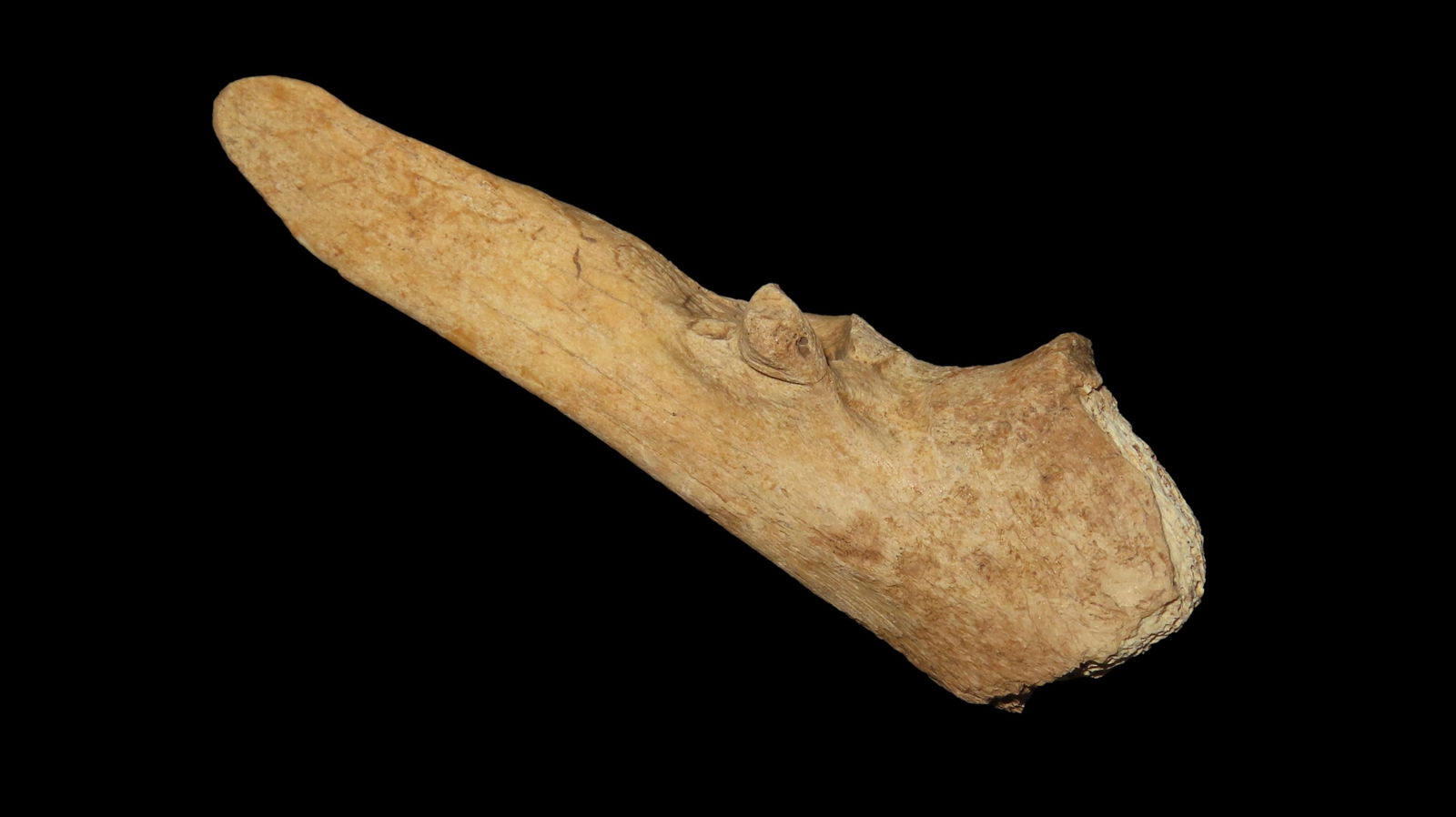 Trigger Bone Awl Central TN, Ex. Parker (1 of 6)