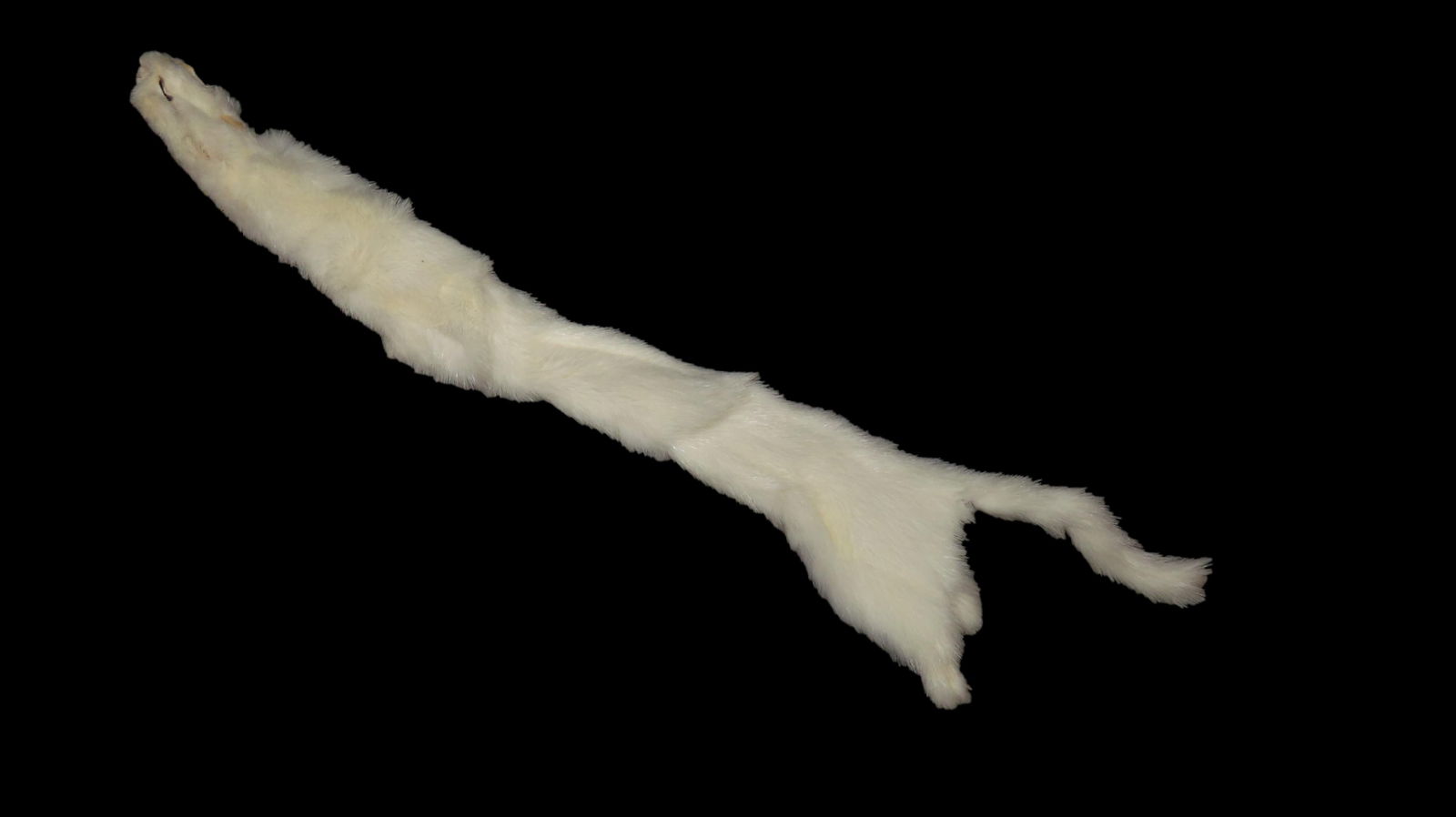 White Ermine Professionally, Soft Tanned, #1 hide, / Weasel / pel (1 of 8)