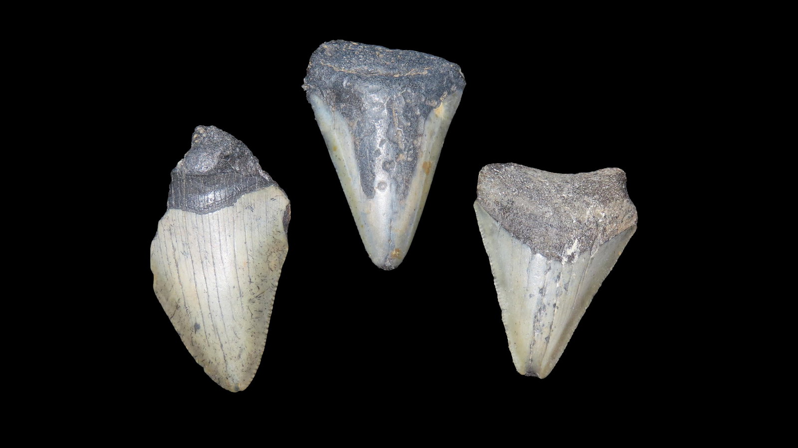 Megalodon Shark, Tooth Fossil, Found in Florida, Set of 3, Longest is 2" (1 of 3)