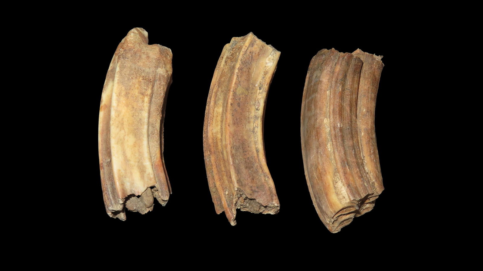 Set of Fossil Teeth, Found in Rivers / Streams of North East Missouri (1 of 9)